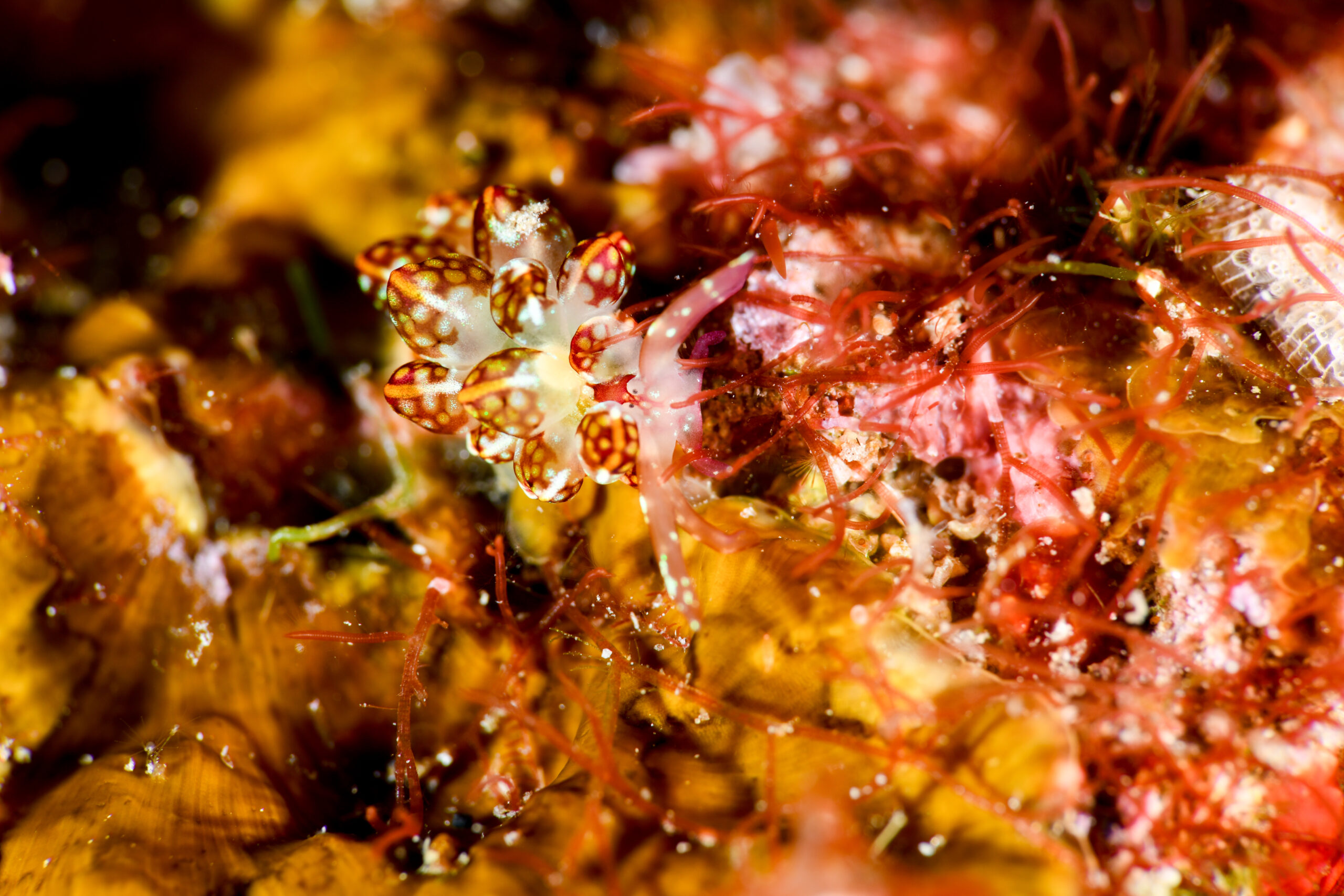 カノコウロコウミウシ(Cyerce kikutarobabai)
撮影地:屋久島