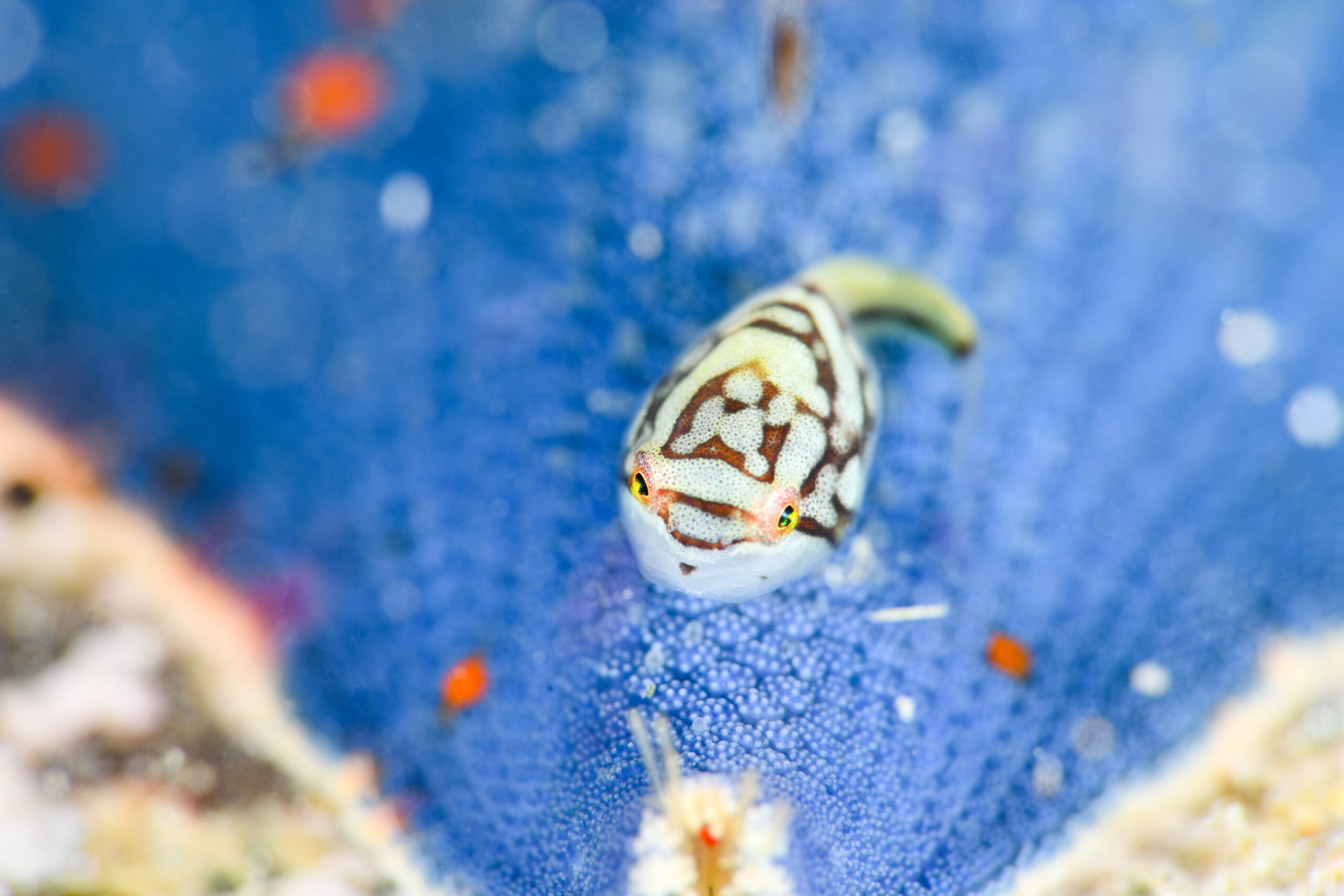 ホテイウオの稚魚(Aptocyclus ventricosus)