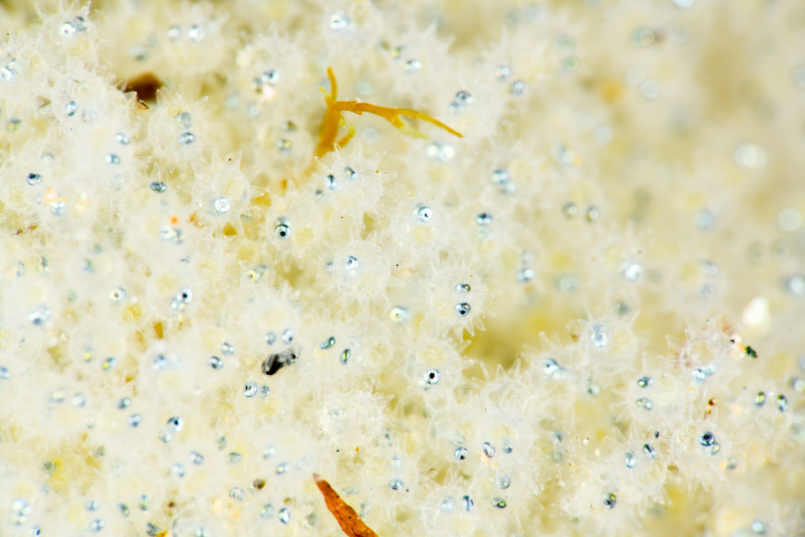 ヤリガジ(Ernogrammus zhirmunskii)の卵