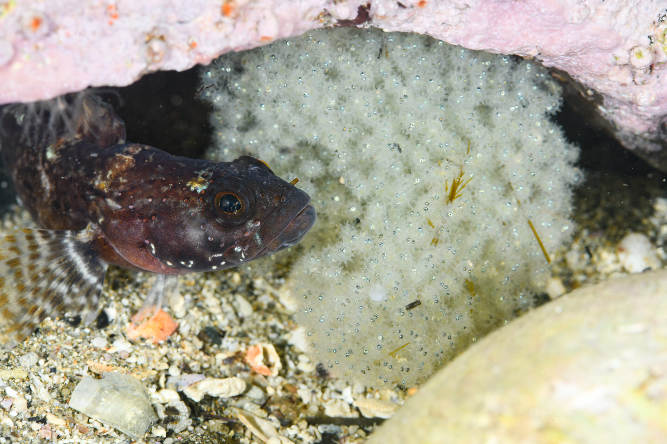ヤリガジ(Ernogrammus zhirmunskii)とその卵塊