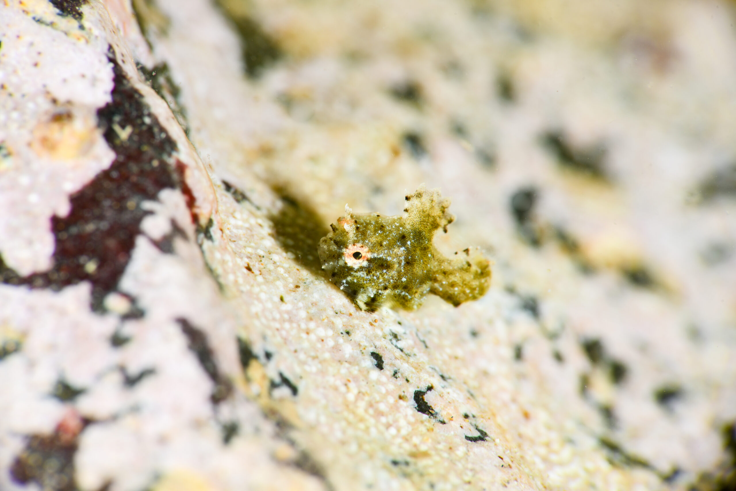 ナメダンゴの稚魚(Eumicrotremus taranetzi)