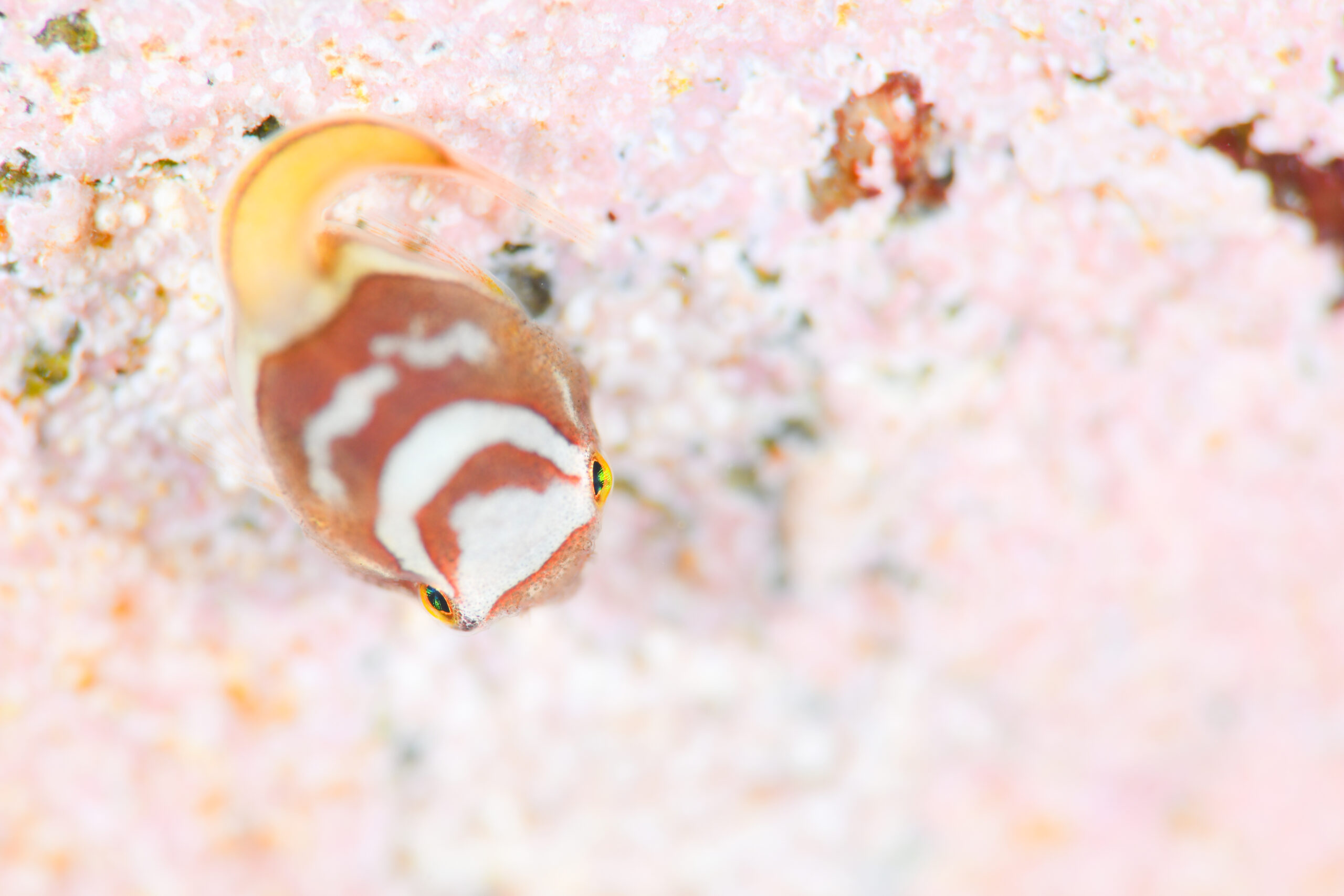 ホテイウオの稚魚(Aptocyclus ventricosus)