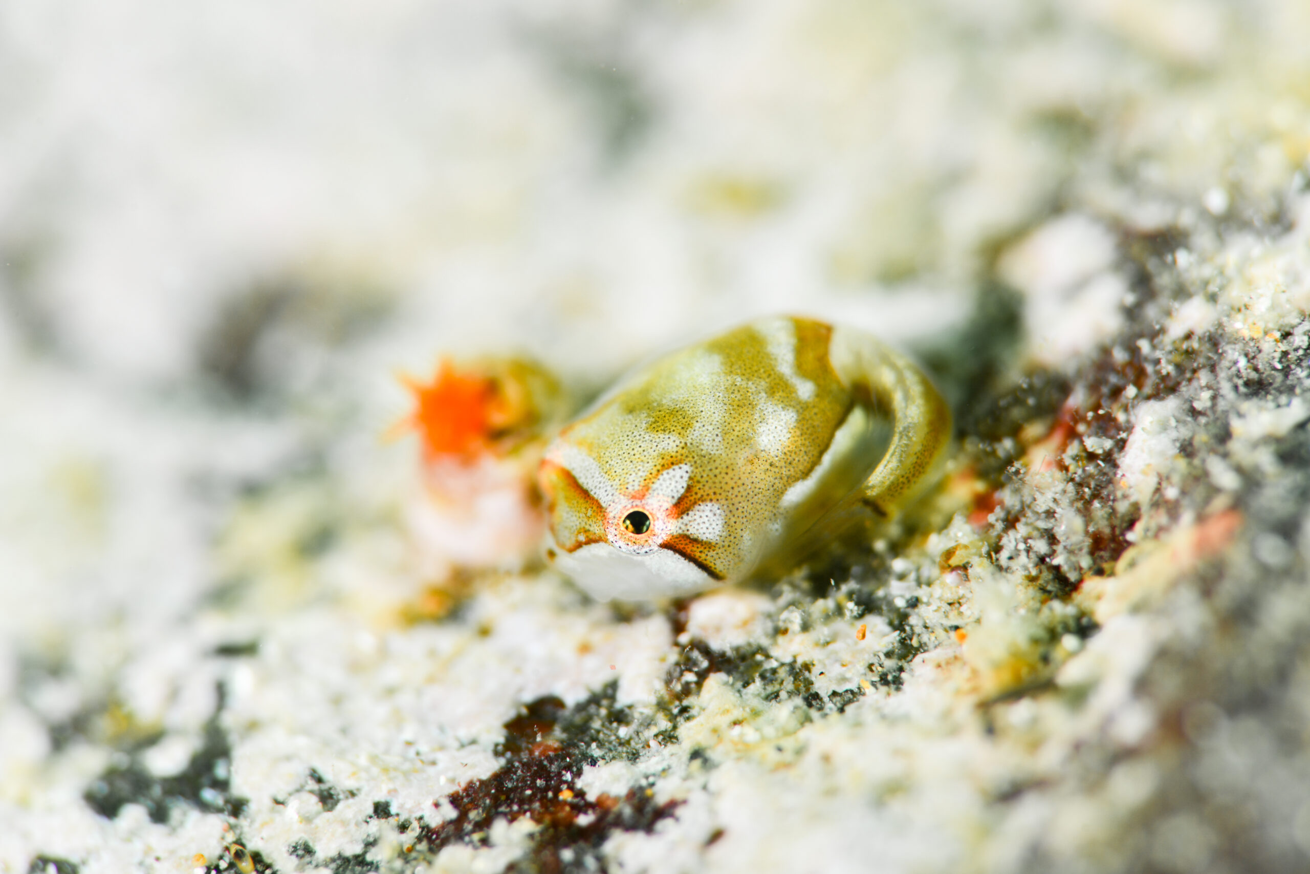 ホテイウオの稚魚(Aptocyclus ventricosus)
