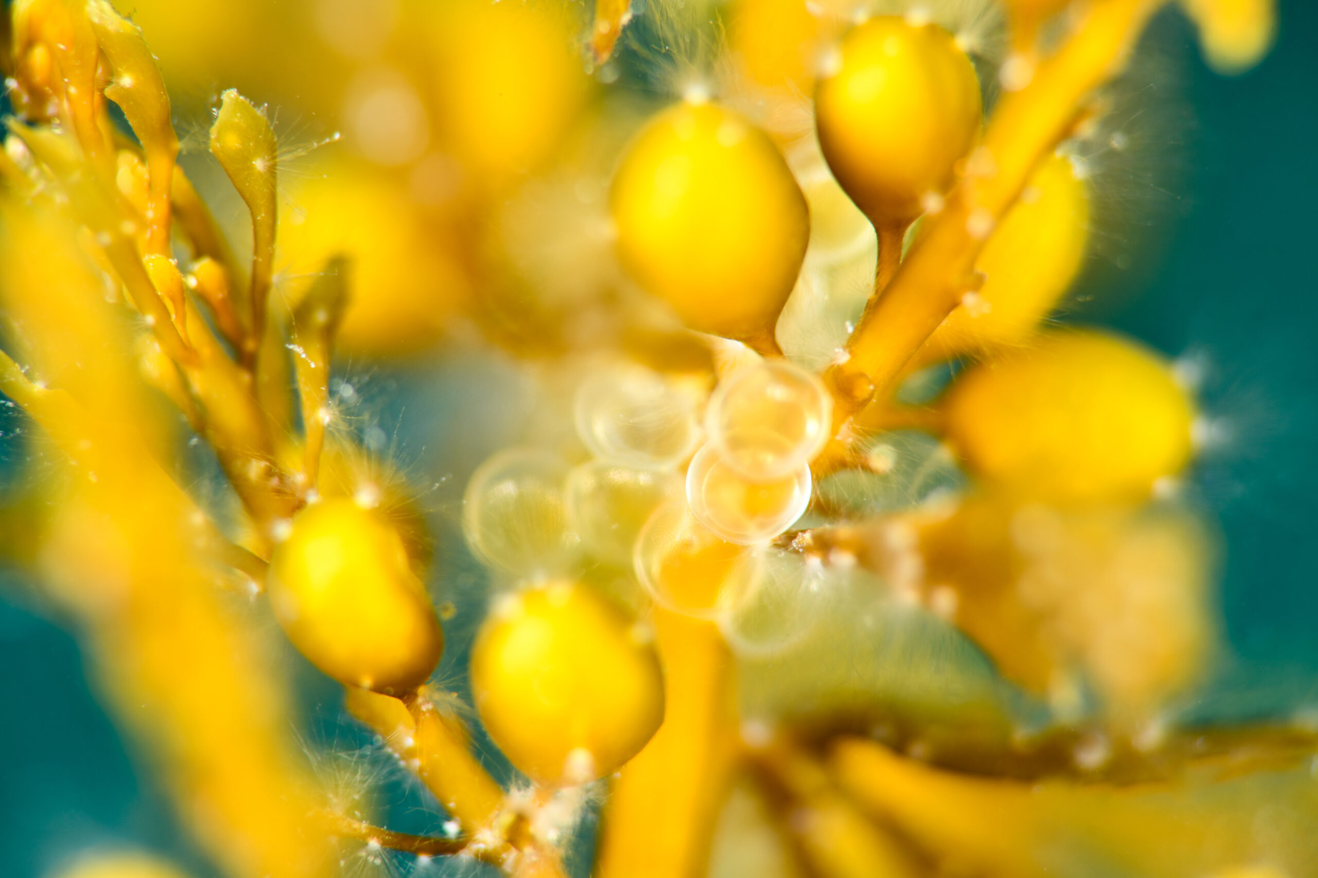 シワイカナゴ(Hypoptychus dybowskii)の卵