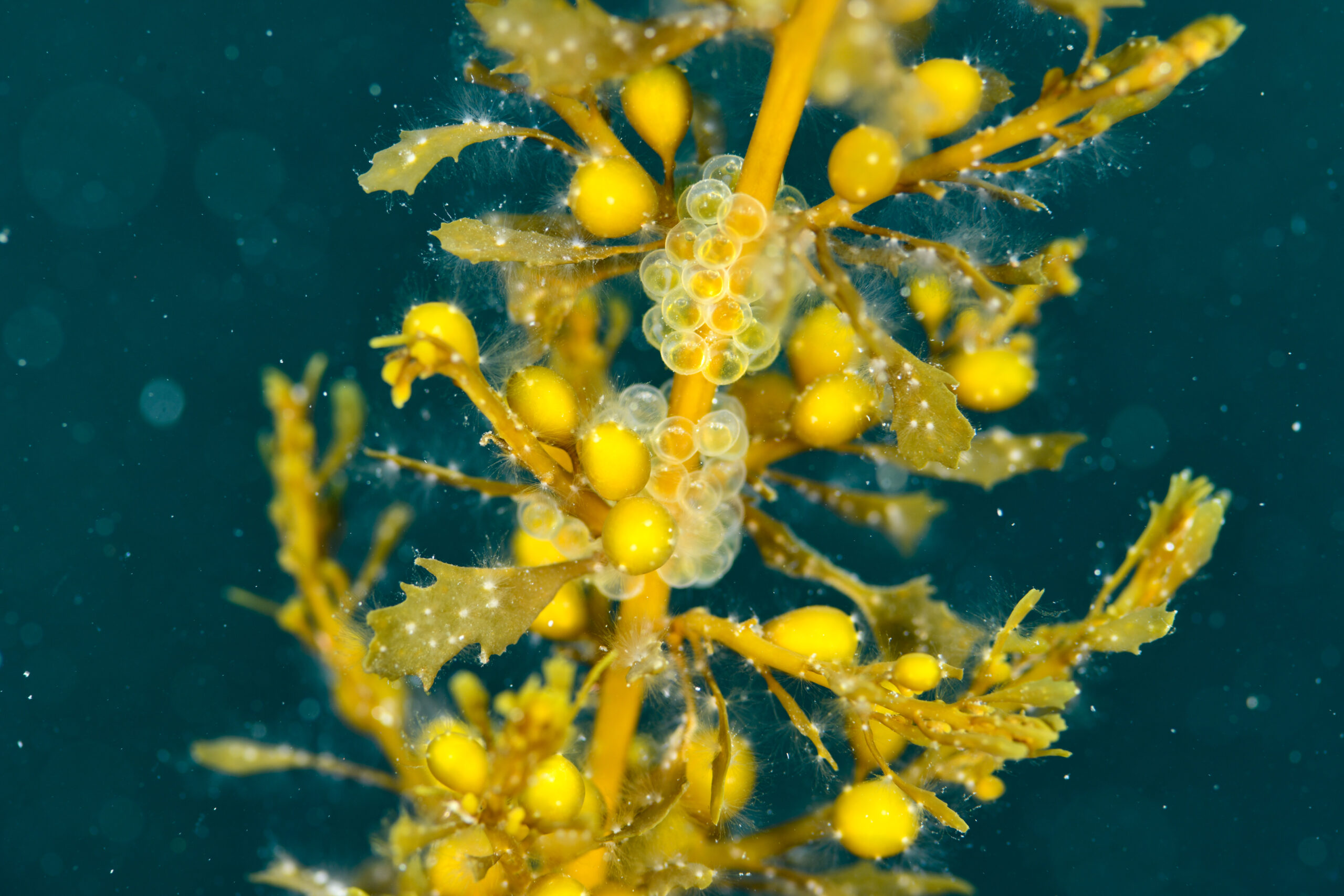 シワイカナゴ(Hypoptychus dybowskii)の卵