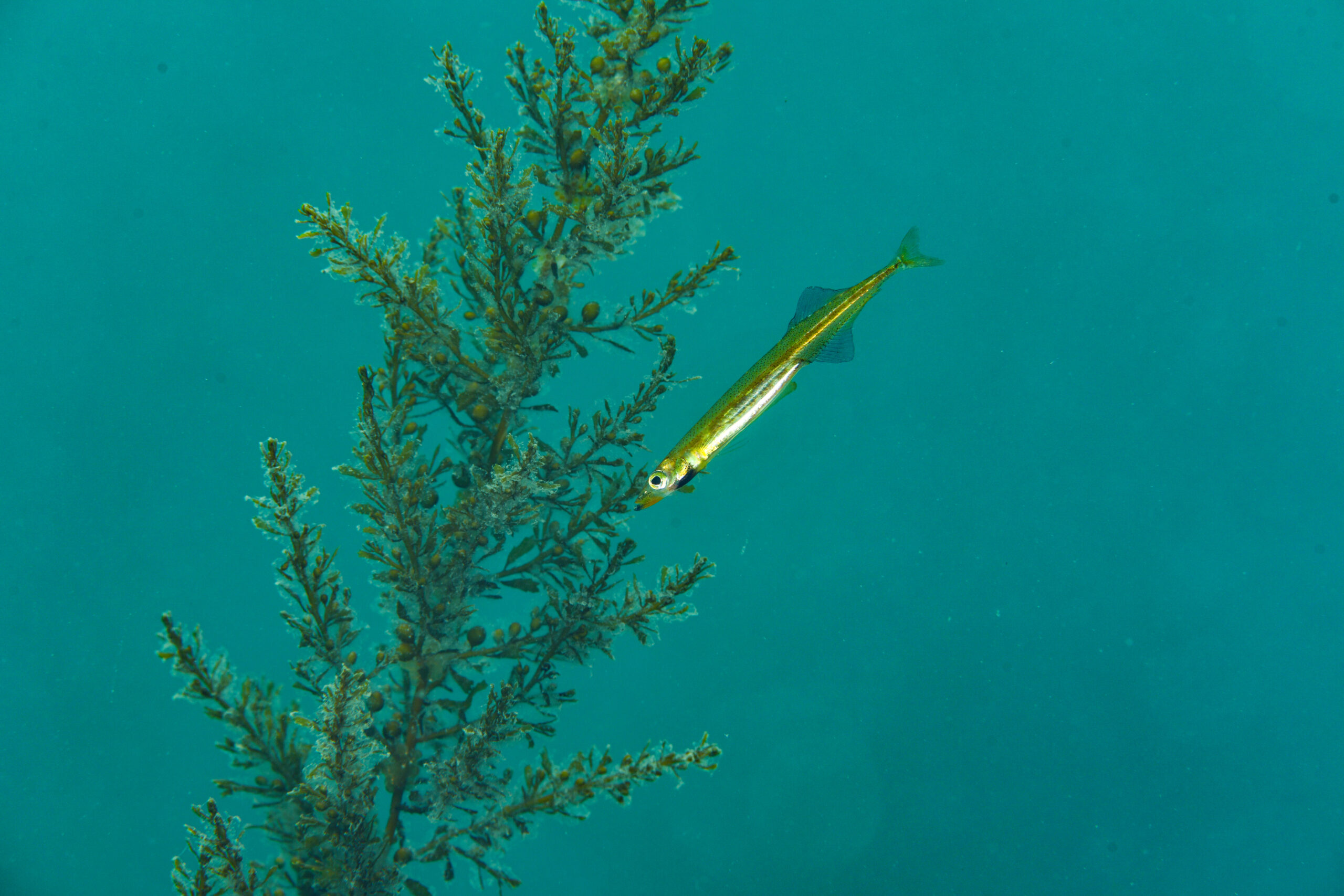 シワイカナゴのオス(Hypoptychus dybowskii)