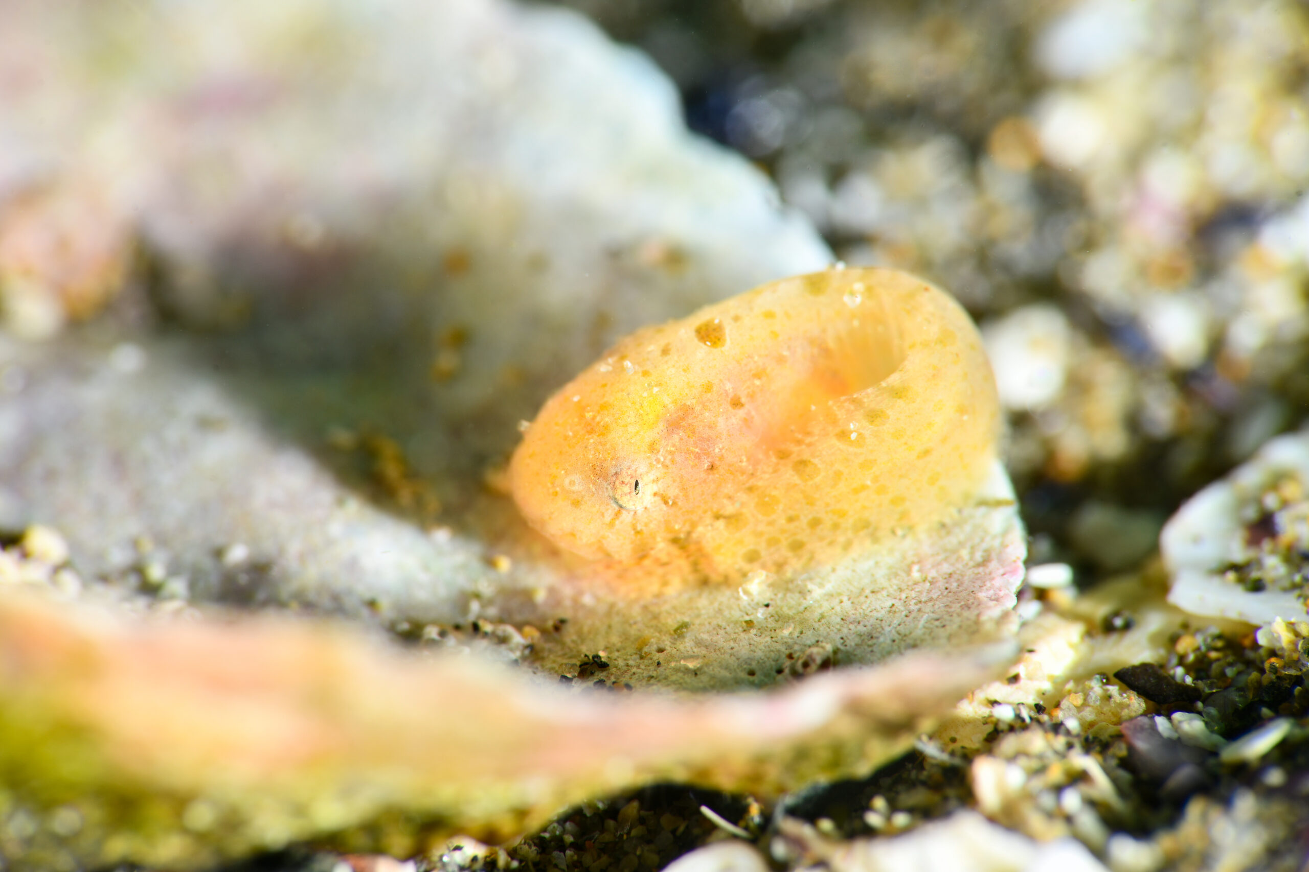 スナビクニンの稚魚(Liparis punctulatus)