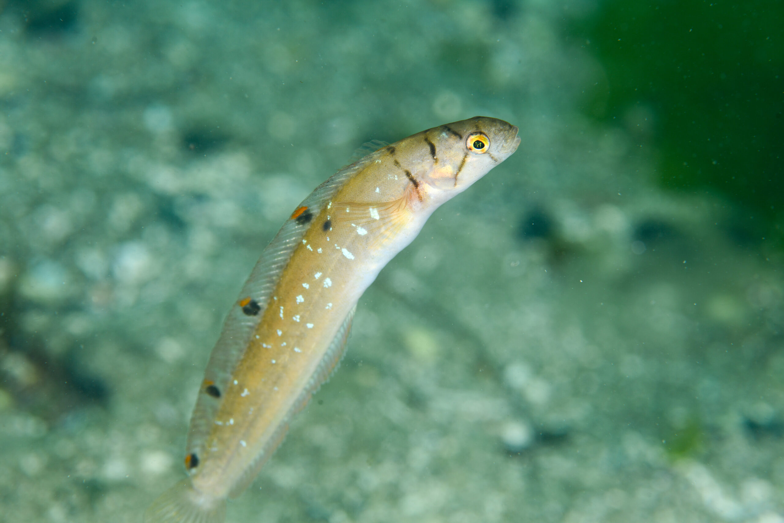 オキカズナギ(Opisthocentrus zonope)