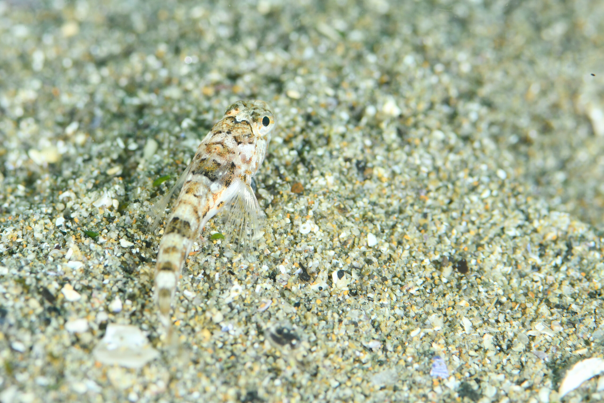 わかんないやつ