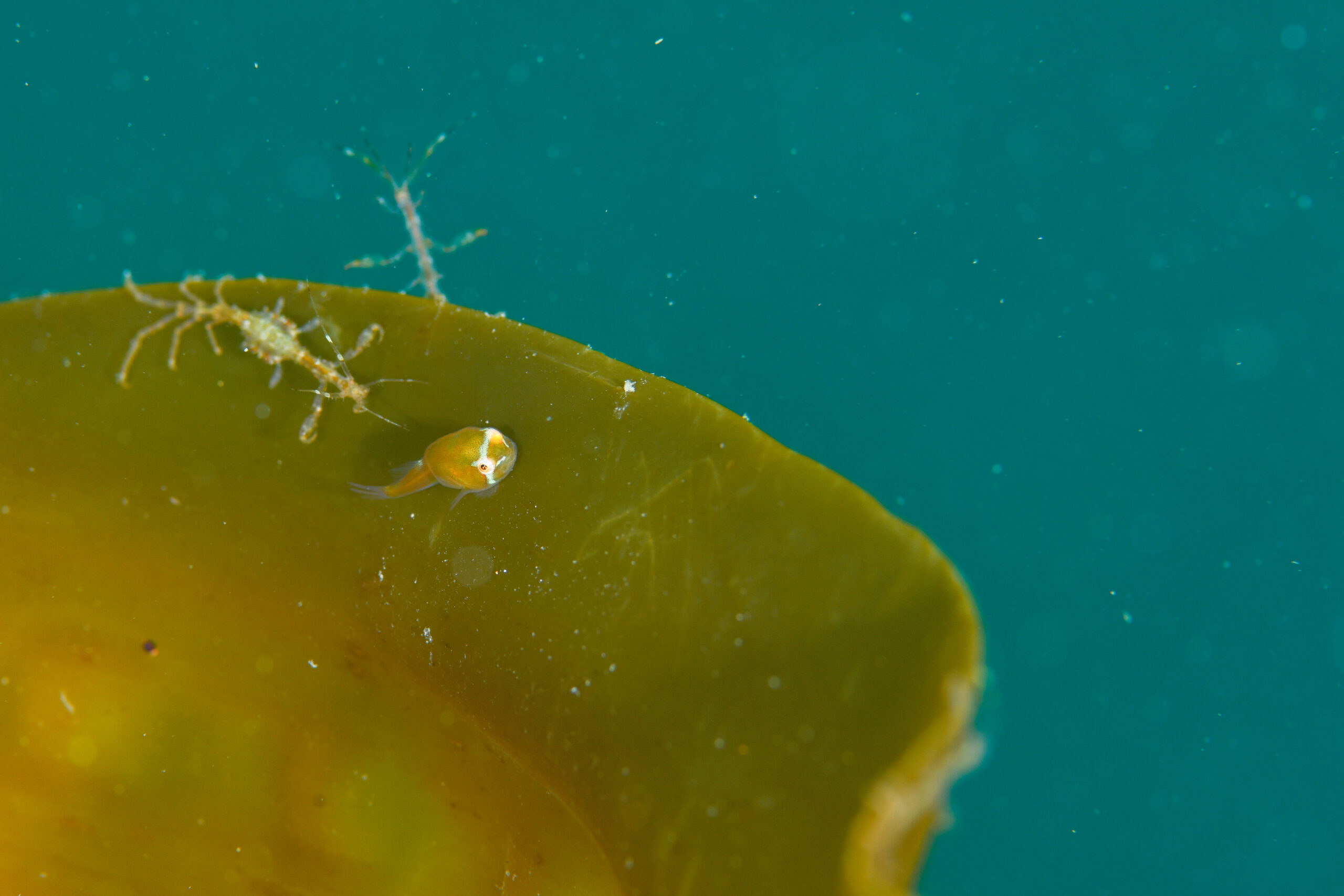 ホテイウオの稚魚(Aptocyclus ventricosus)
