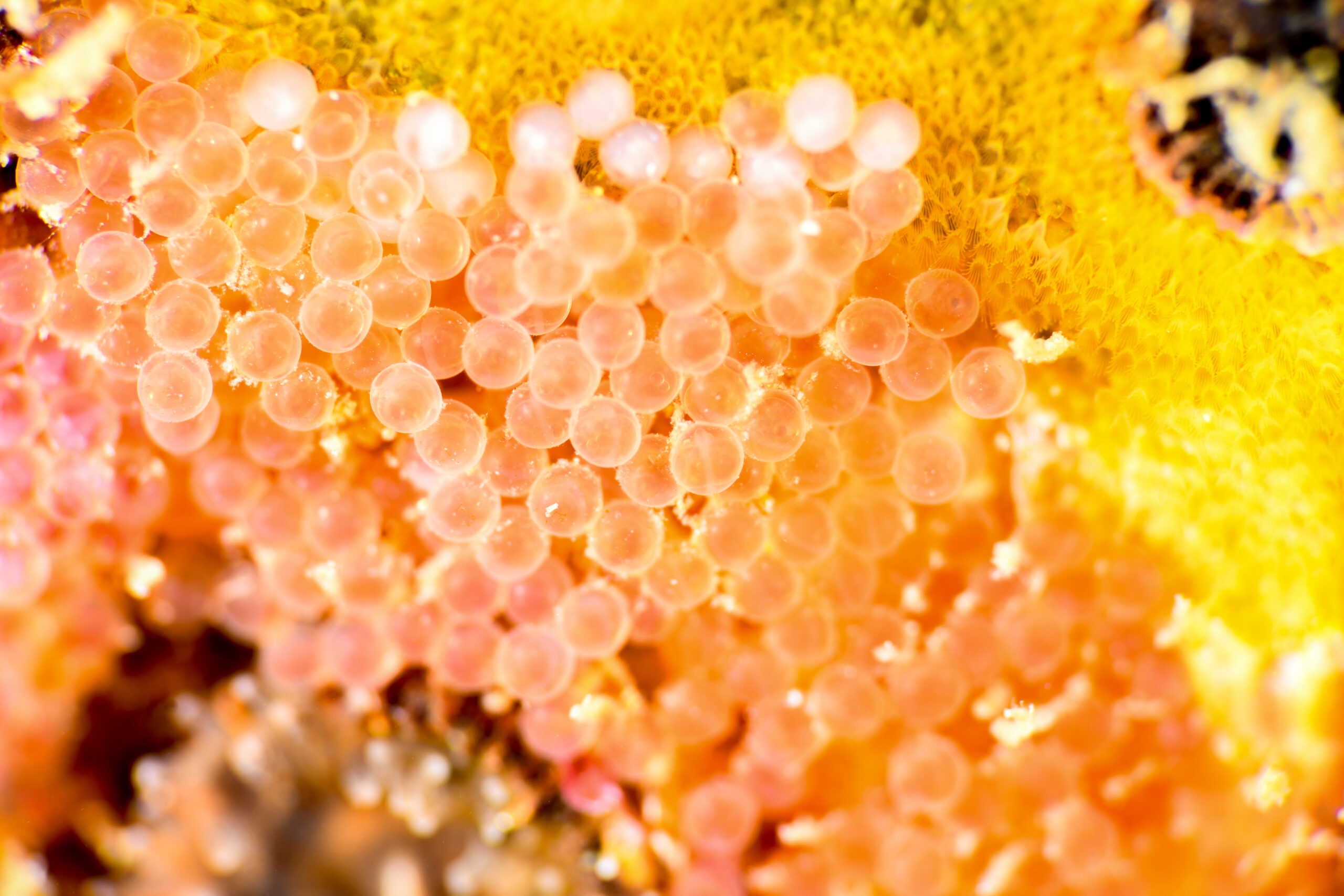 クジメの卵だっけな?