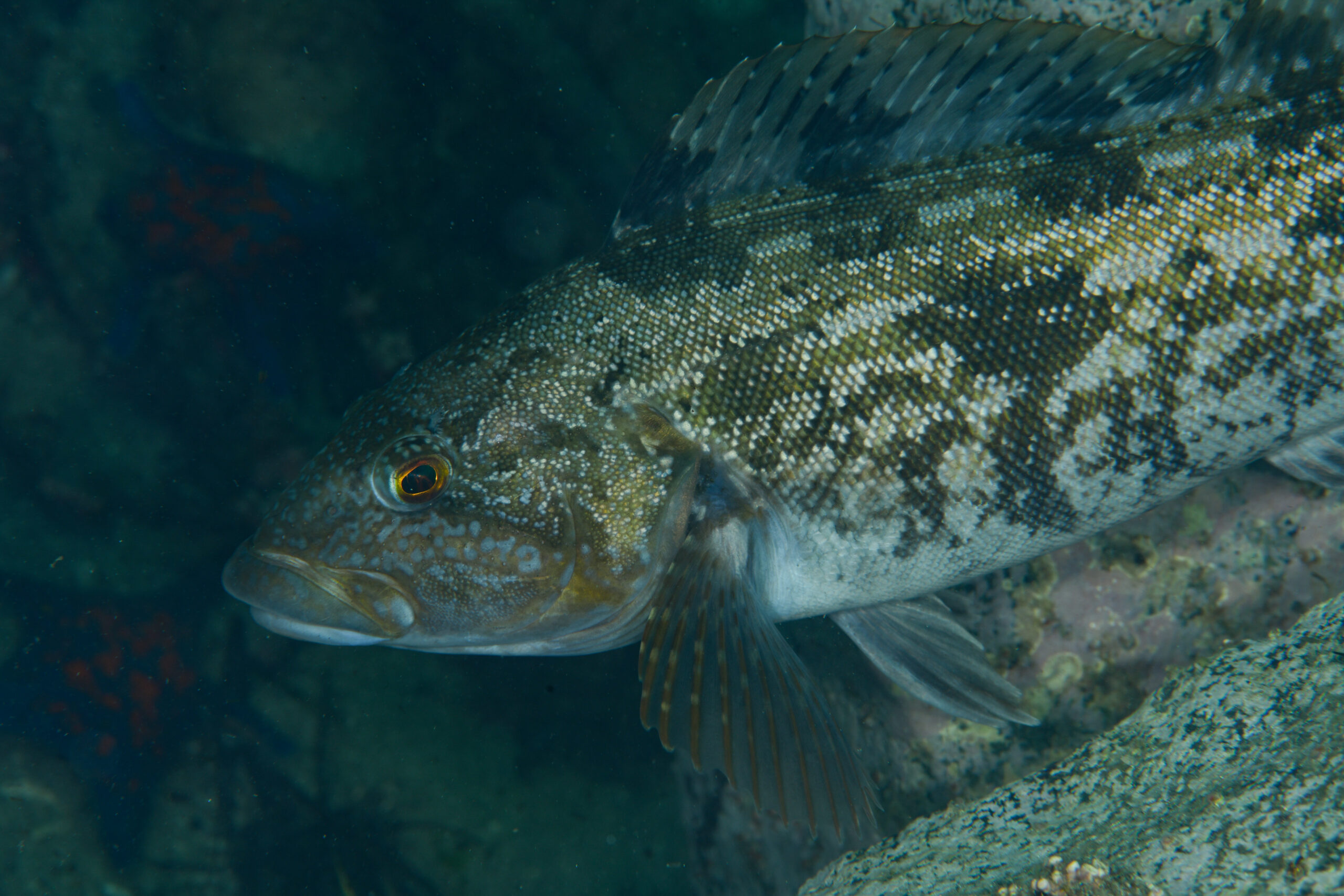 アイナメ(Hexagrammos otakii)