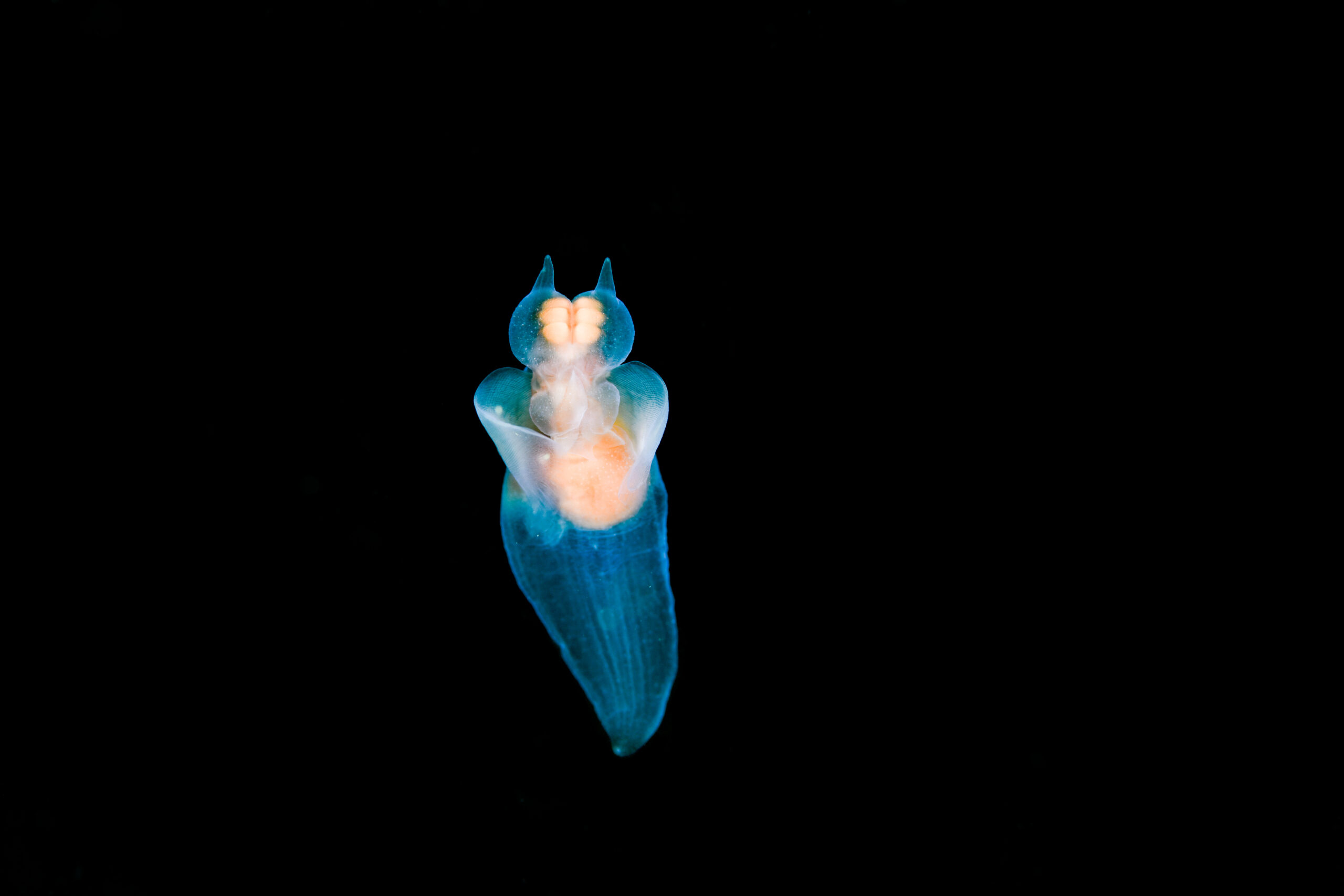 ハダカカメガイ(Clione elegantissima)