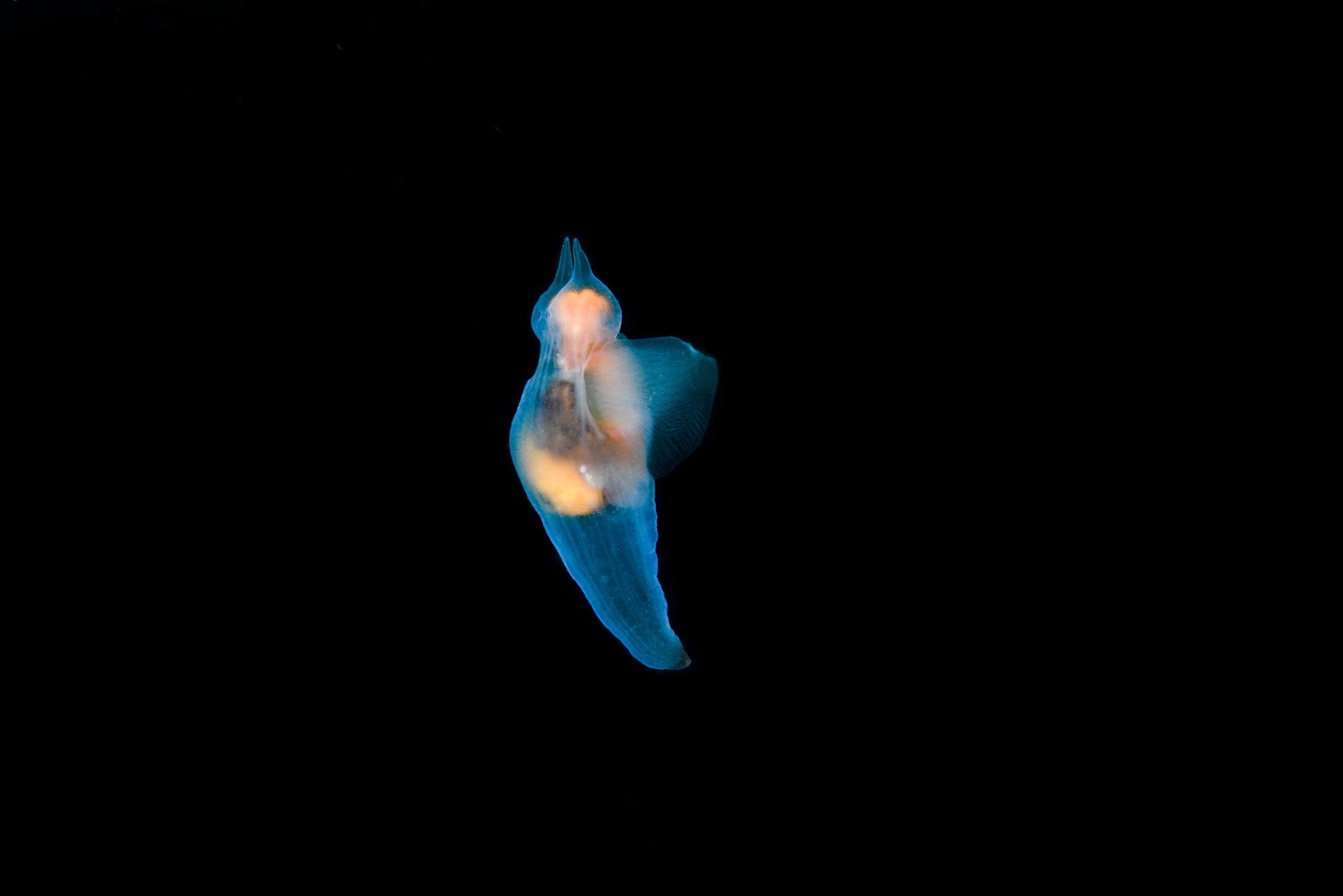 ハダカカメガイ(Clione elegantissima)