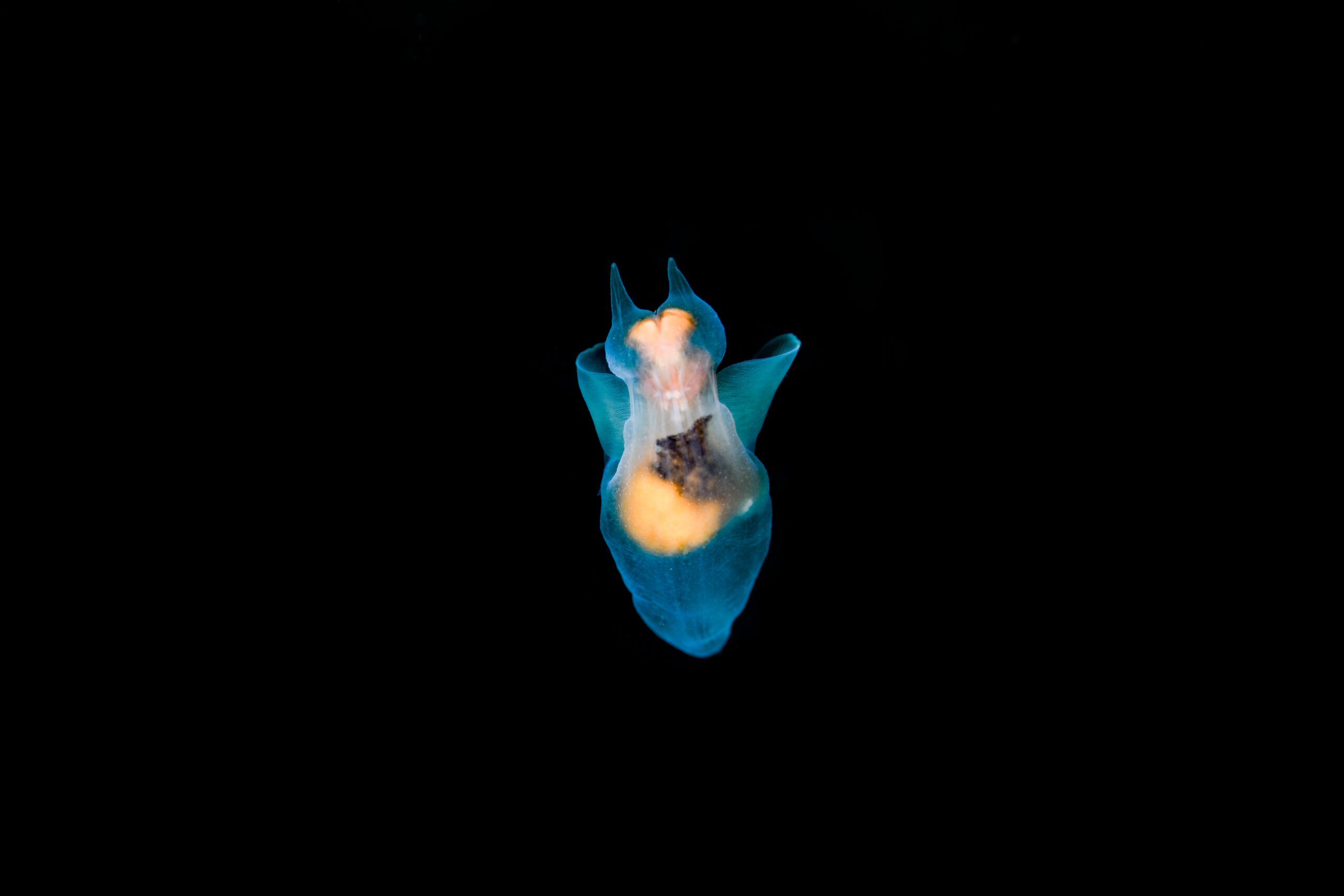 ハダカカメガイ(Clione elegantissima)