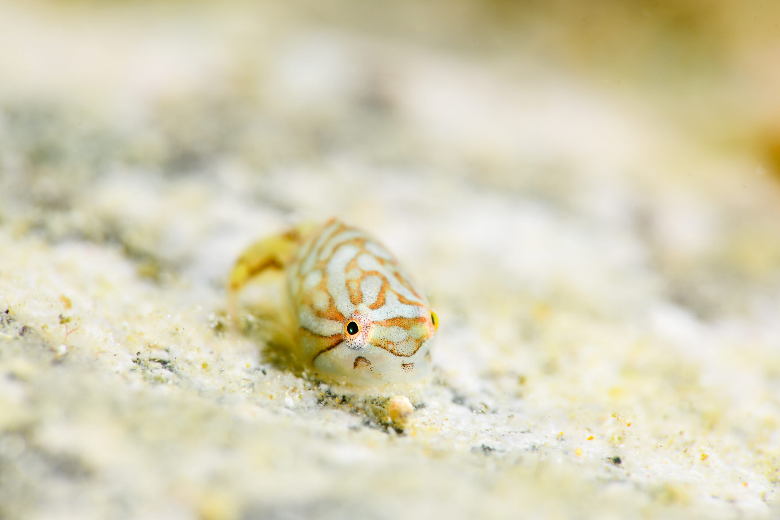 ホテイウオの稚魚(Aptocyclus ventricosus)