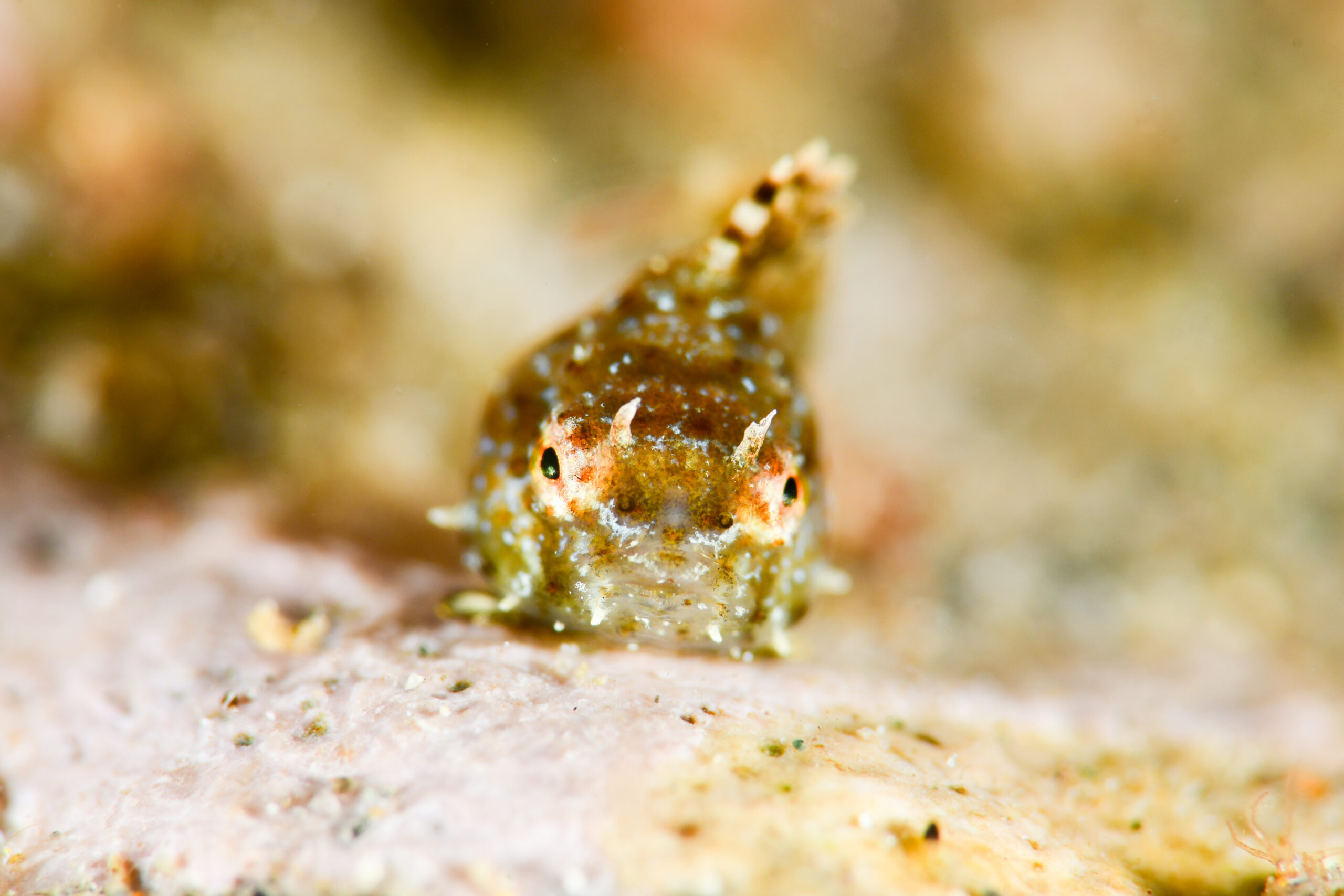 ナメダンゴの稚魚(Eumicrotremus taranetzi)