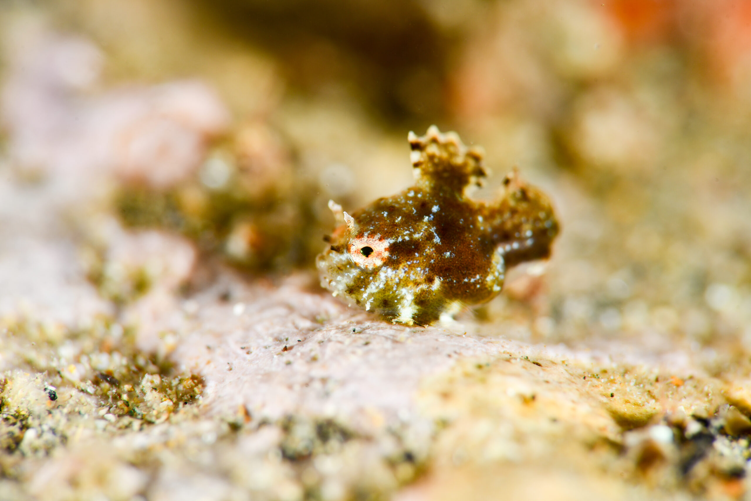 ナメダンゴの稚魚(Eumicrotremus taranetzi)