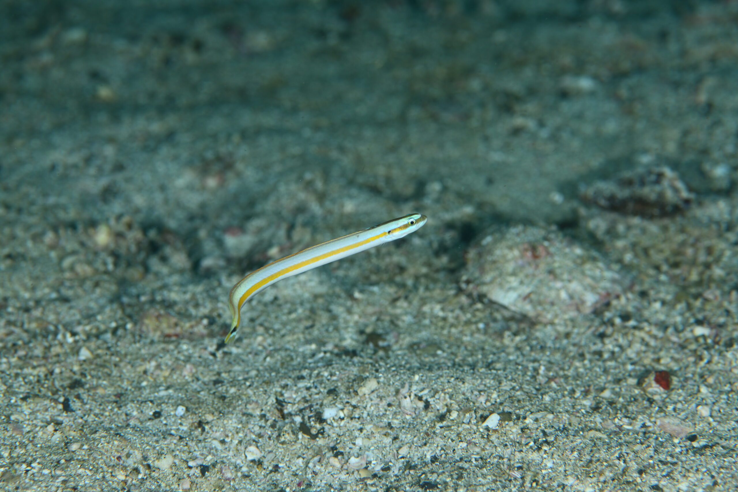 ニシキオオメワラスボ(Gunnellichthys curiosus)