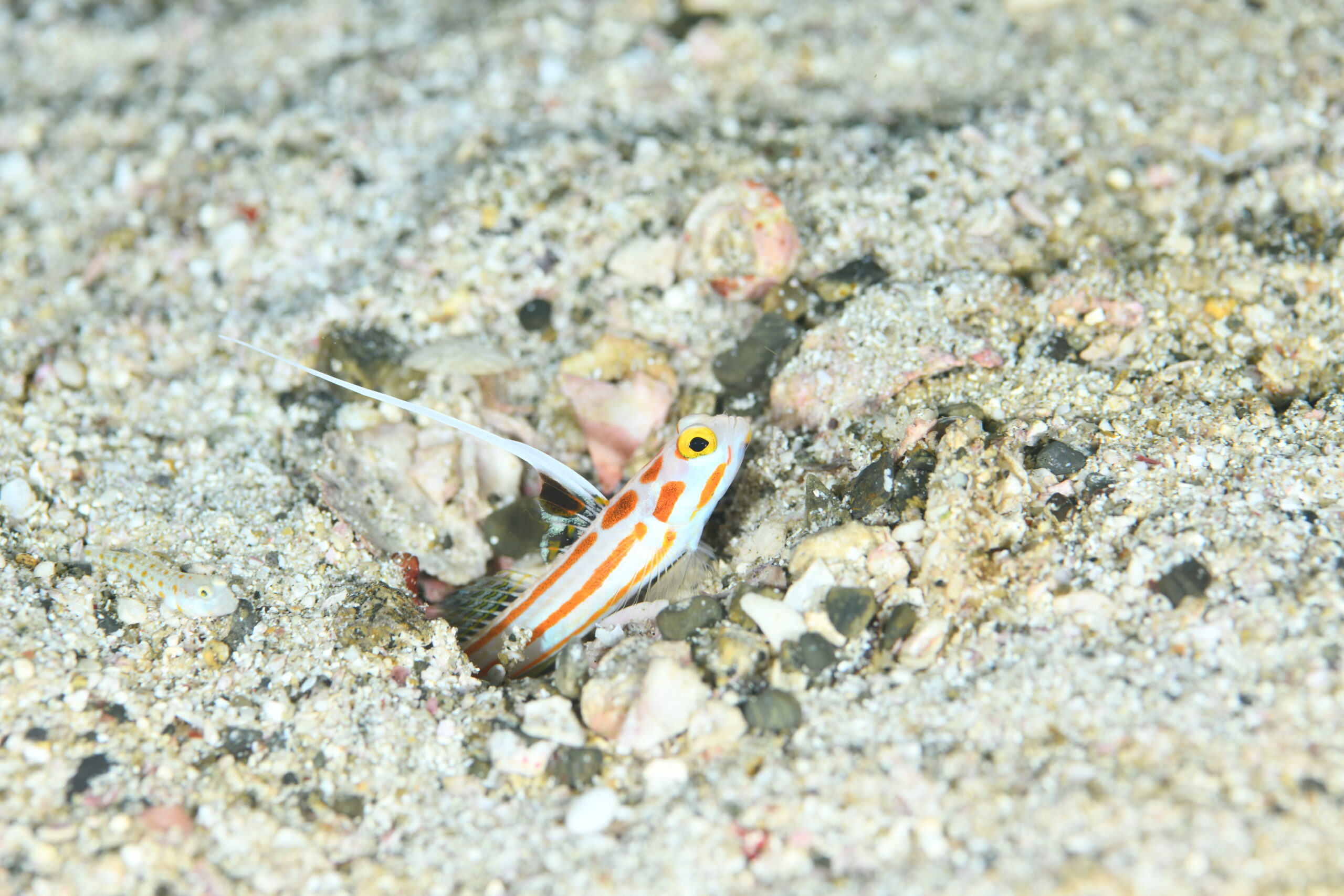 ヤシャハゼ(Stonogobiops yasha)