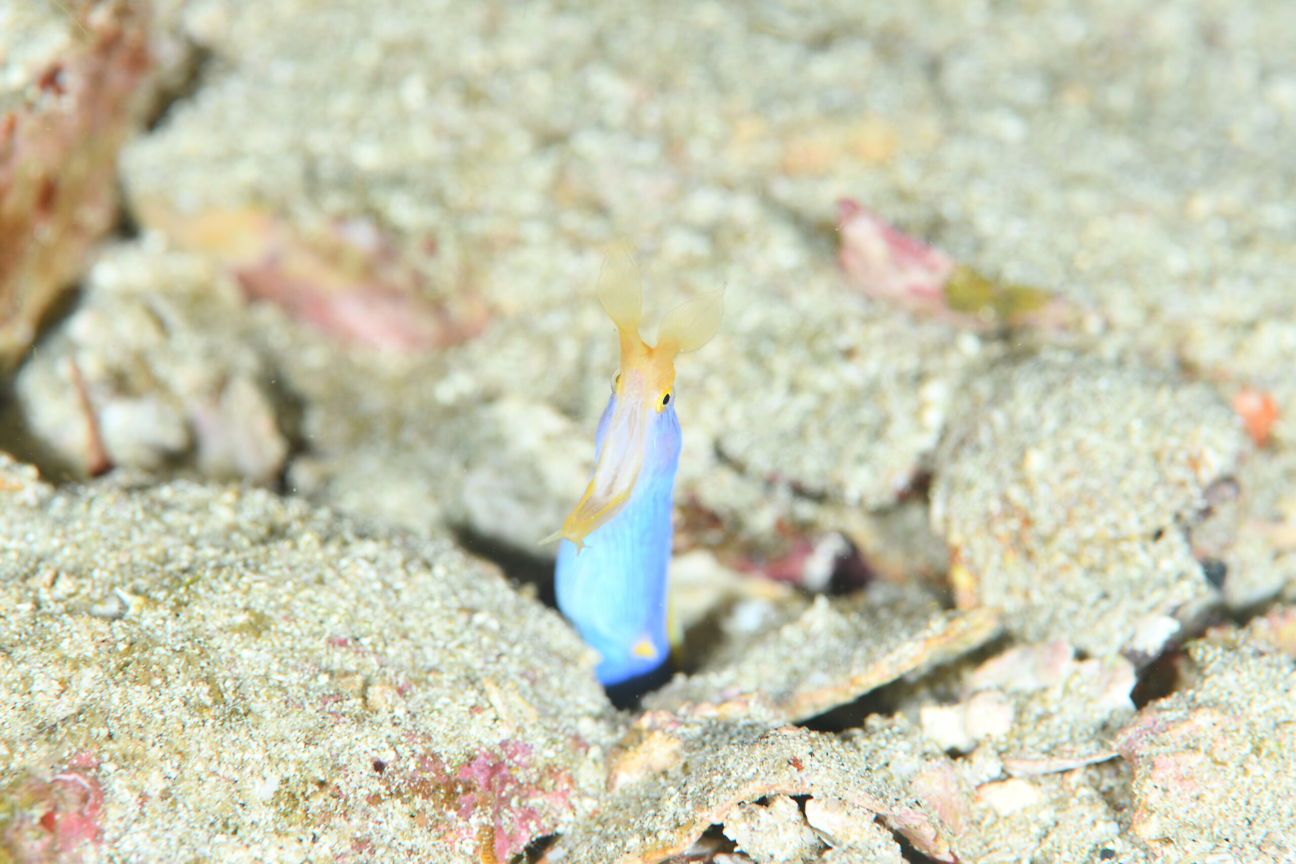 ハナヒゲウツボ(Rhinomuraena quaesita)