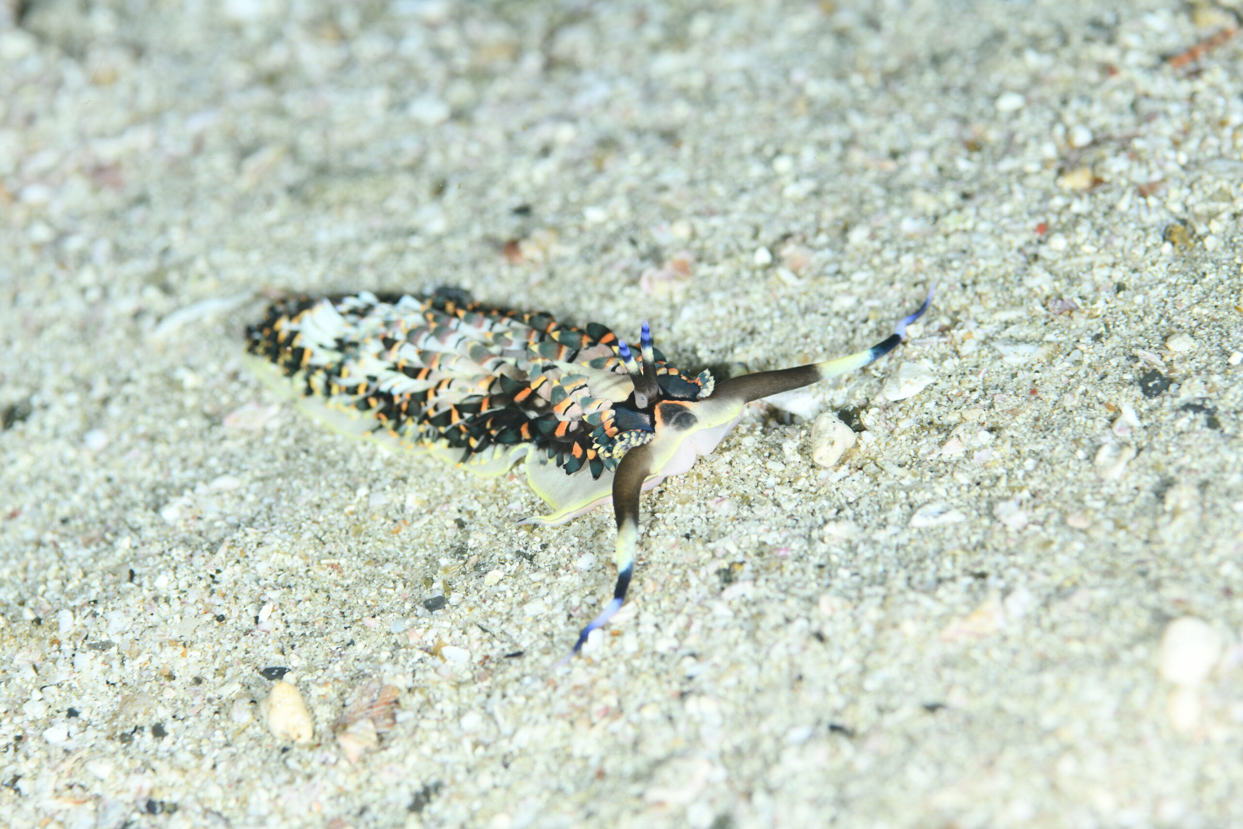 リュウキュウカスミミノウミウシ(Cerberilla affinis)