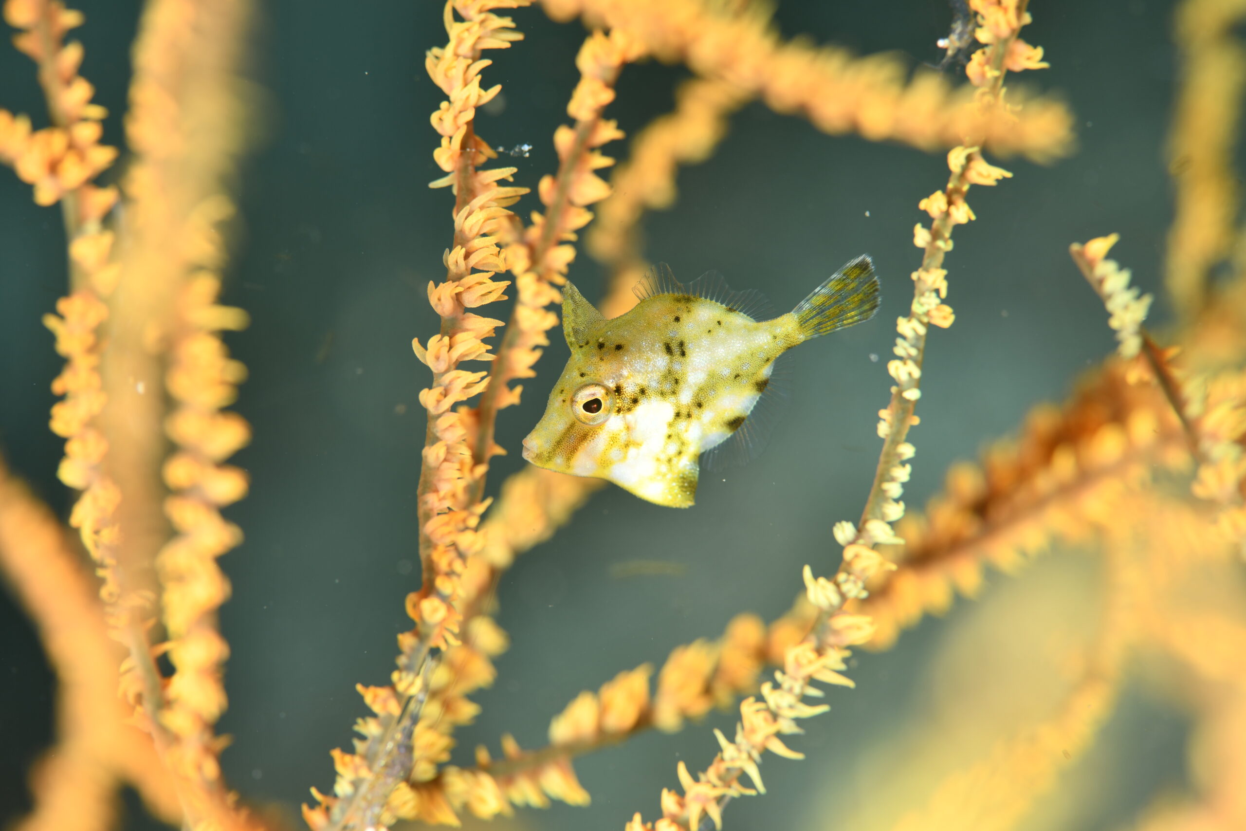 アミメハギ(Rudarius ercodes)