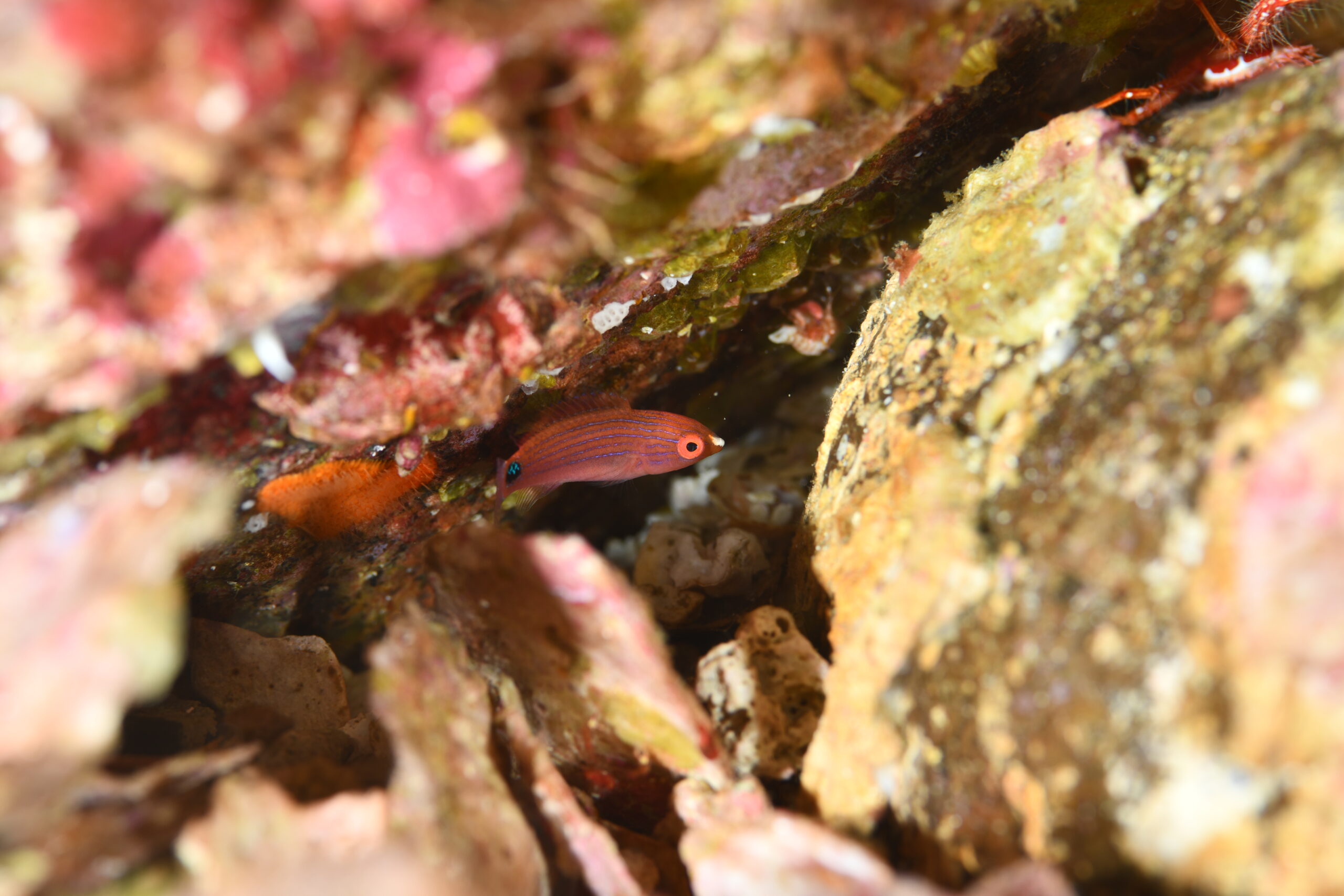 ニシキイトヒキベラ(Cirrhilabrus exquisitus)