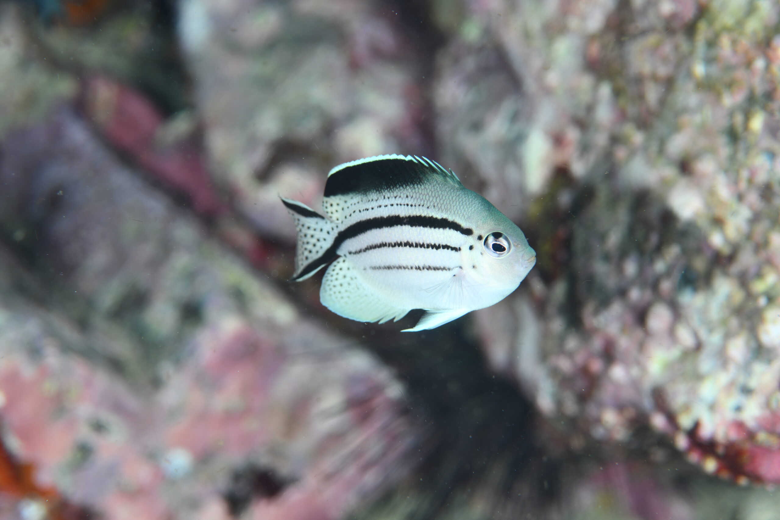 タテジマヤッコ(Genicanthus lamarck)