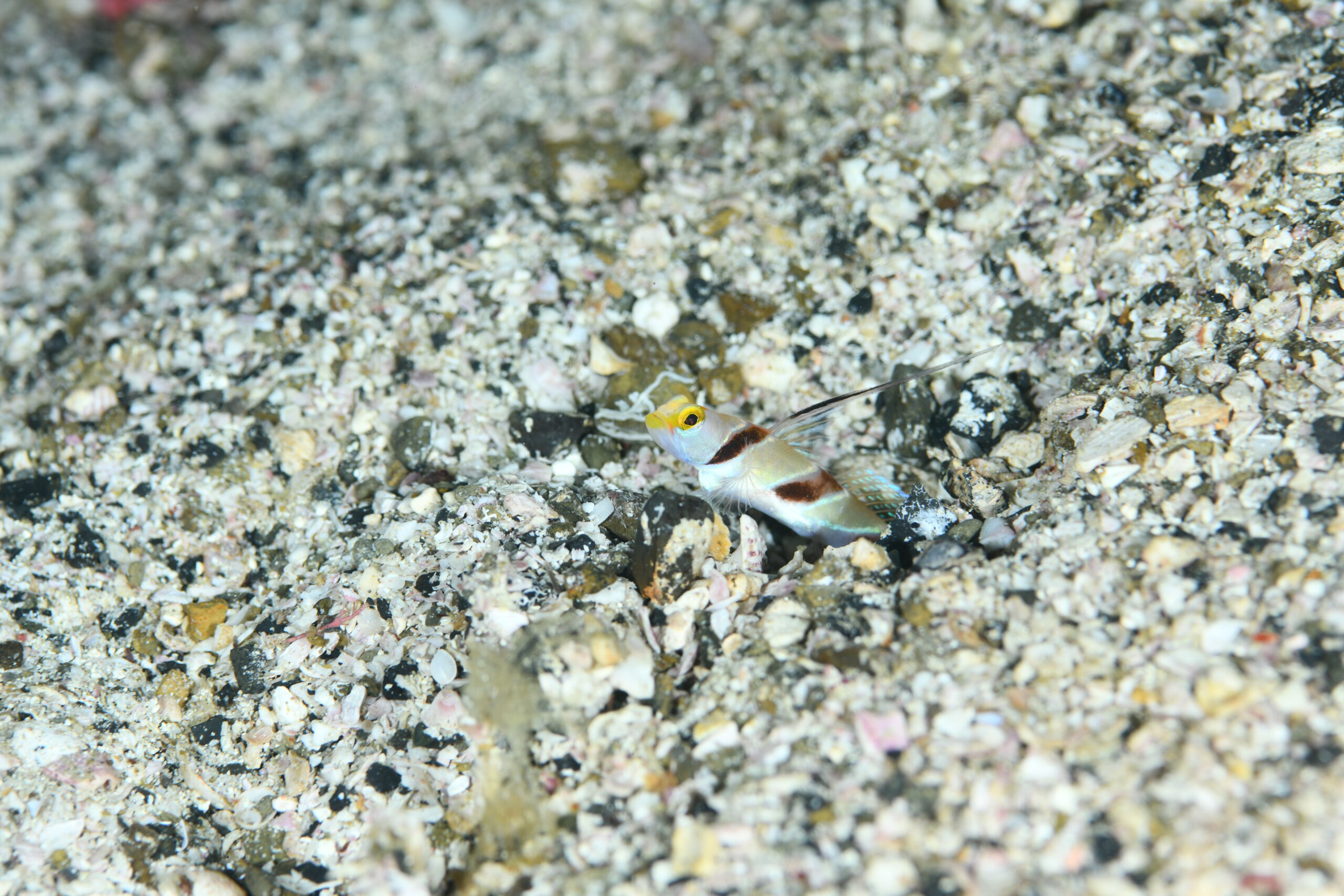 ヒレナガネジリンボウ(Stonogobiops nematodes)