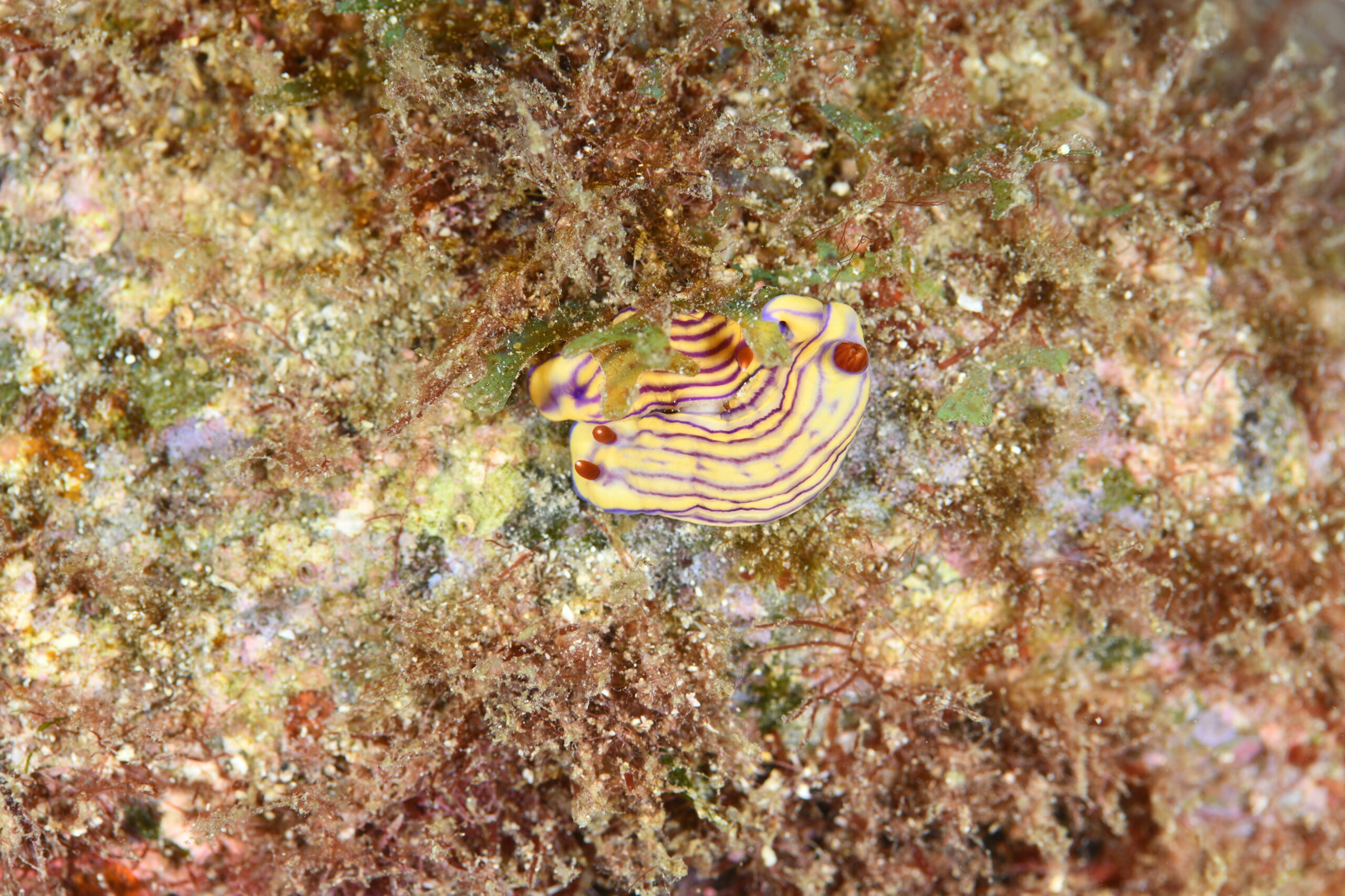 クチナシイロウミウシ(Hypselodoris whitei)