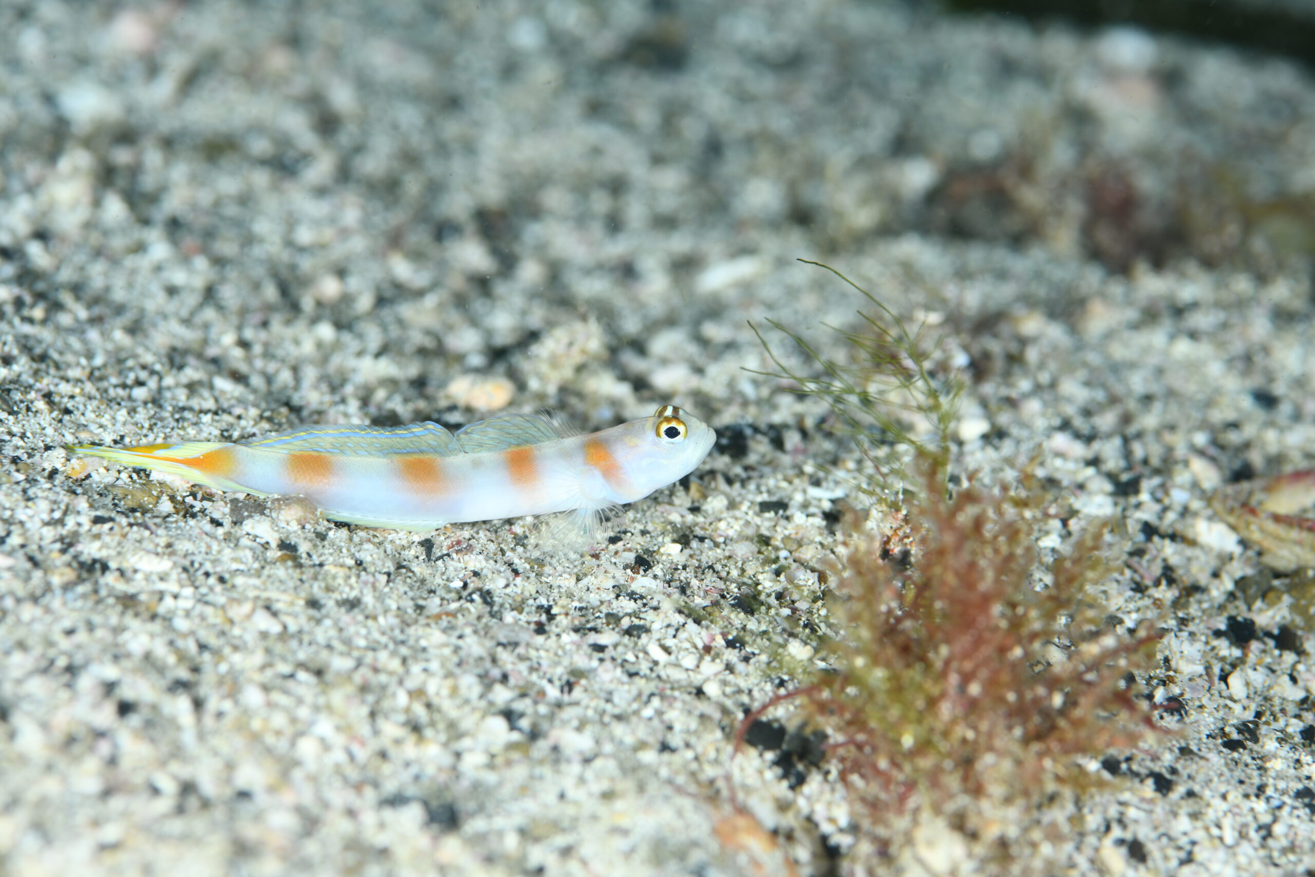 ヤノダテハゼ(Amblyeleotris yanoi)