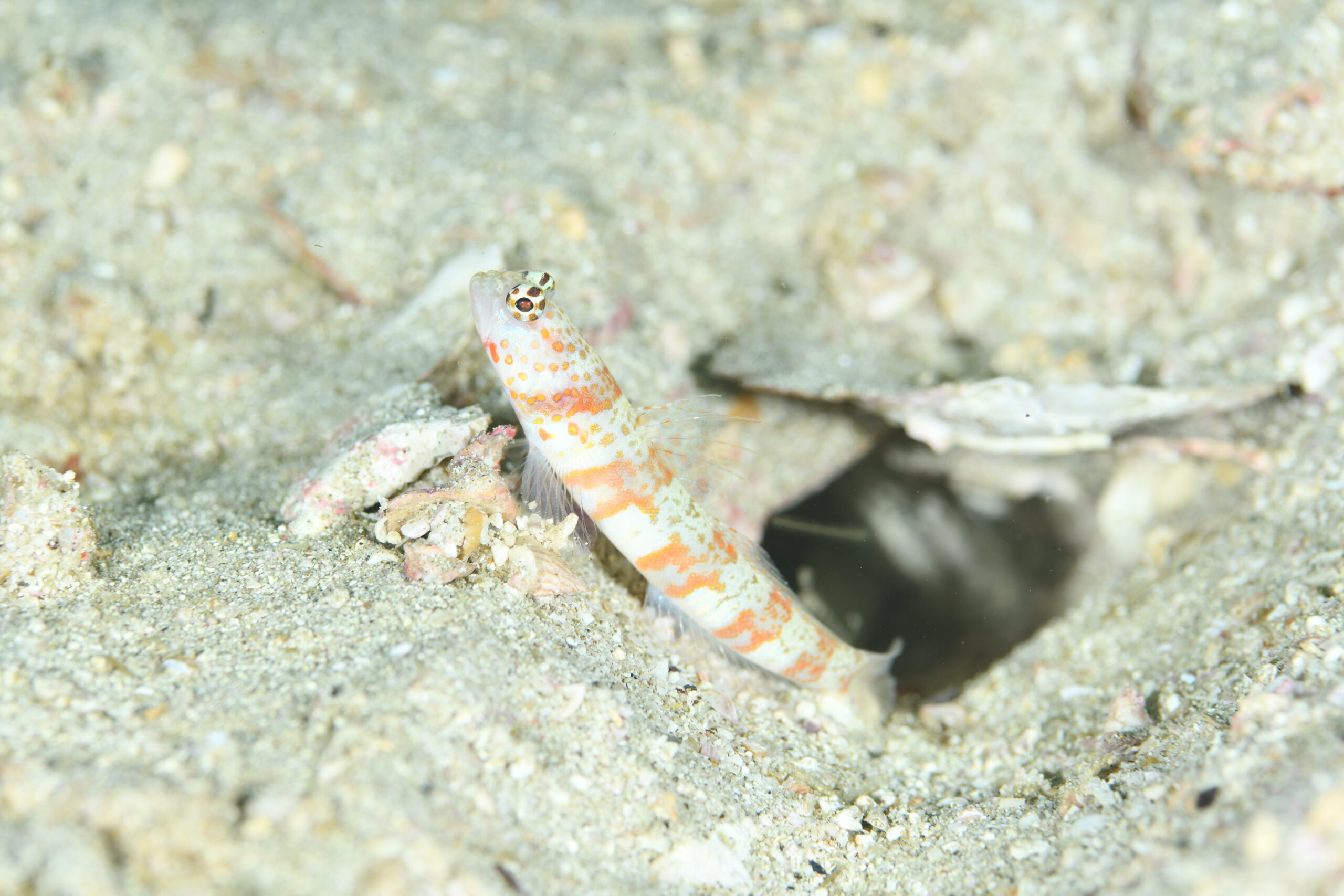 ダンダラダテハゼ(Amblyeleotris periophthalma)