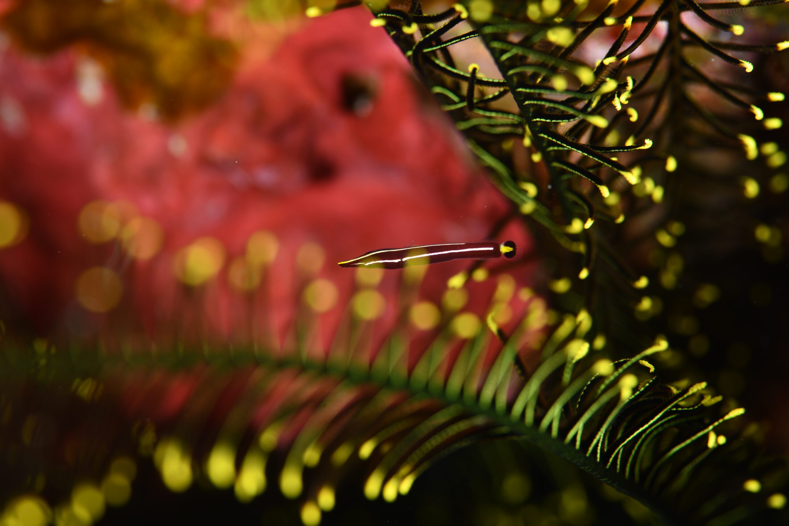 ハシナガウバウオ(Diademichthys lineatus)