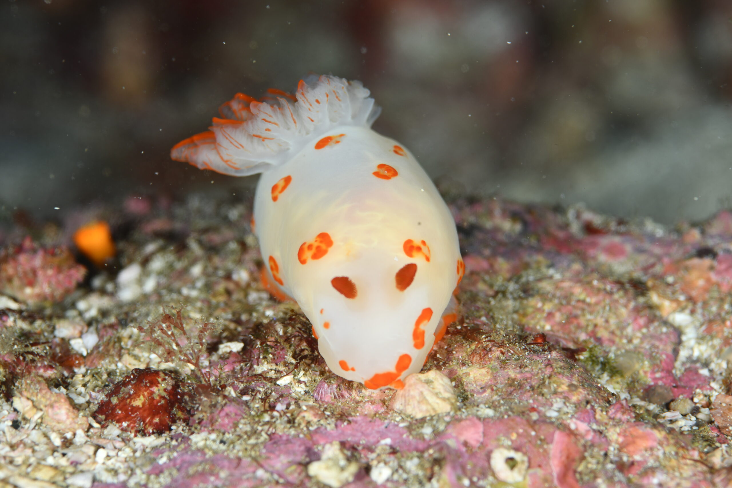キイボキヌハダウミウシ(Gymnodoris impudica)