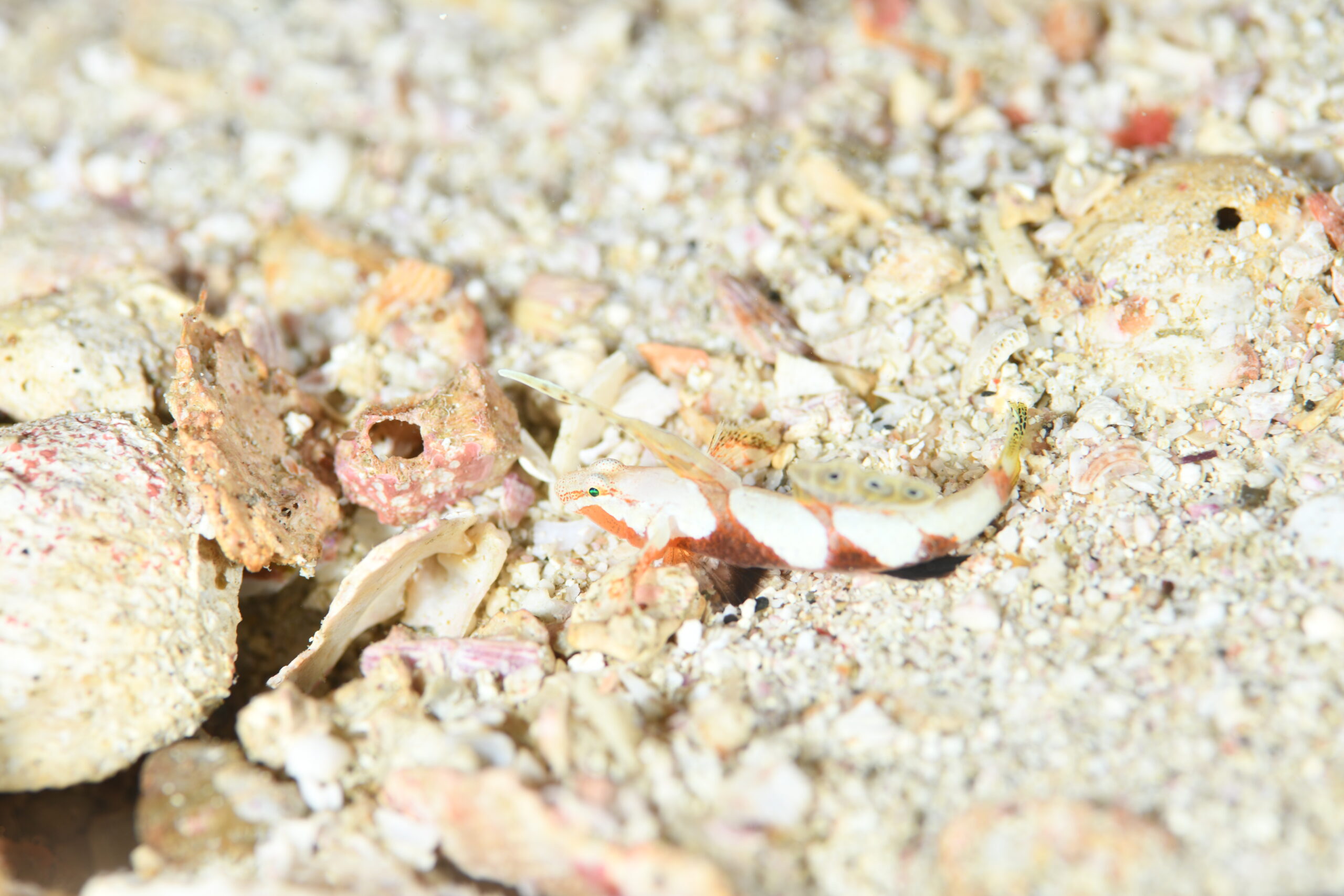 ナギナタハゼ(Discordipinna filamentosa)