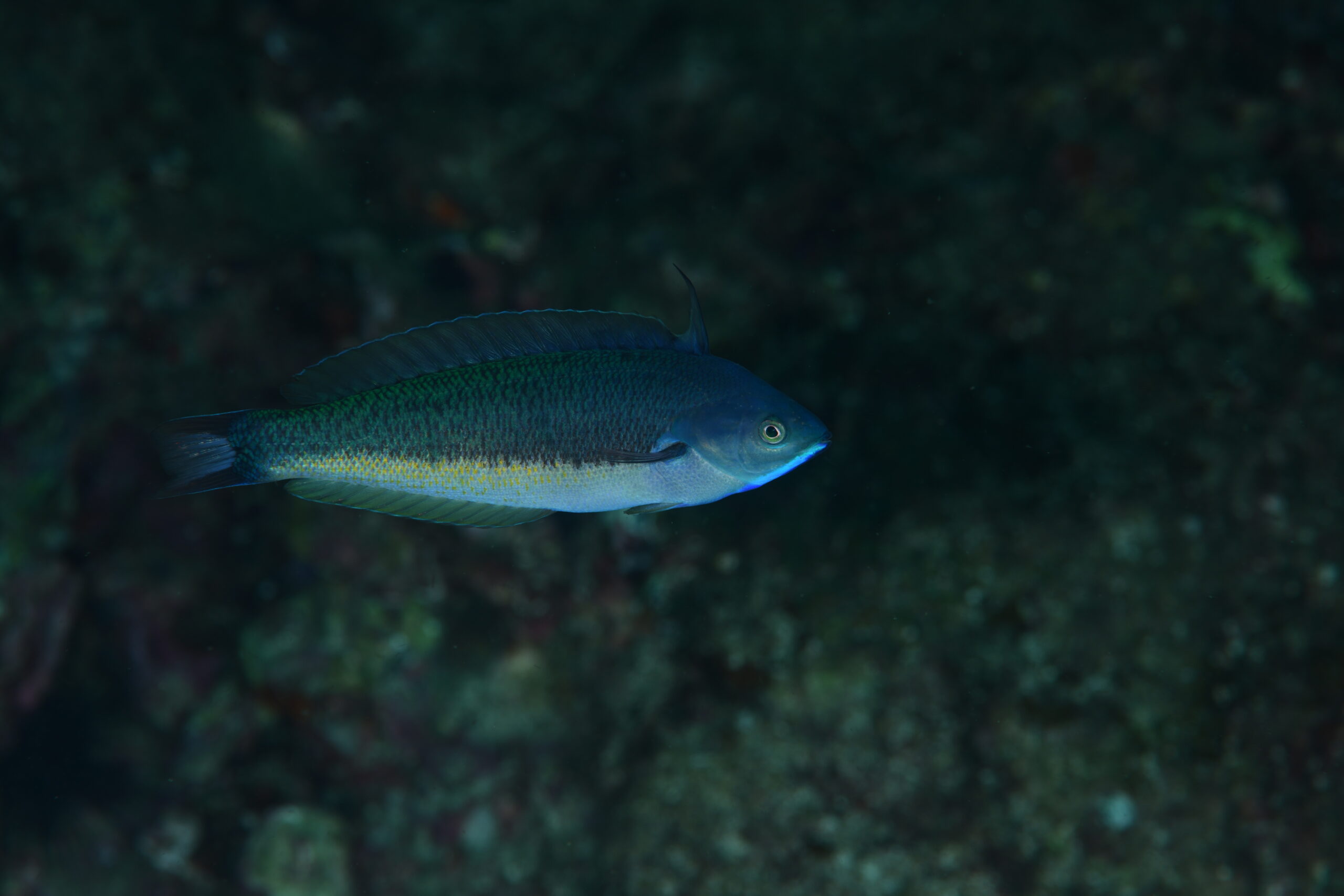 ヤマシロベラ(Pseudocoris yamashiroi)
