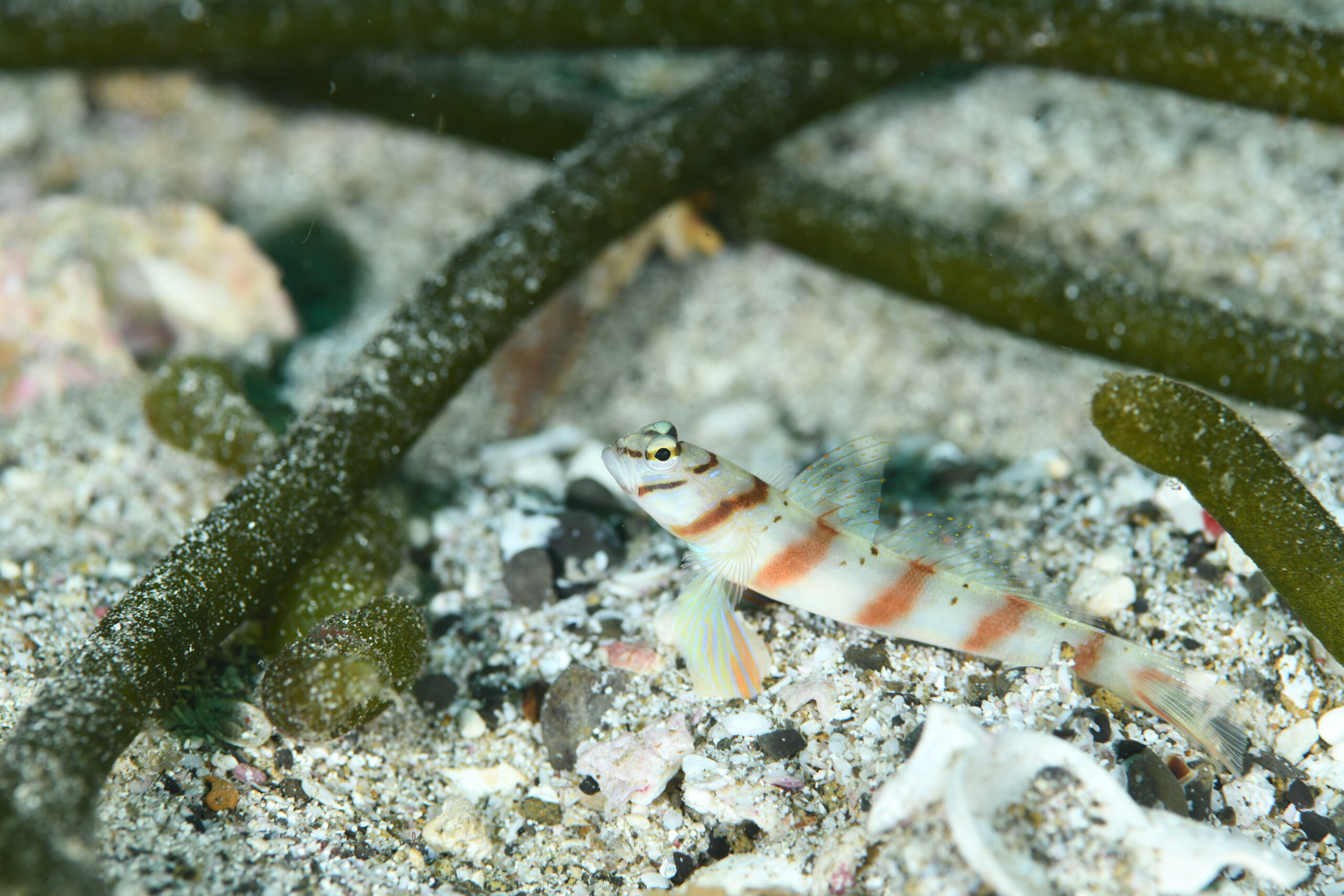 ハチマキダテハゼ(Amblyeleotris diagonalis)