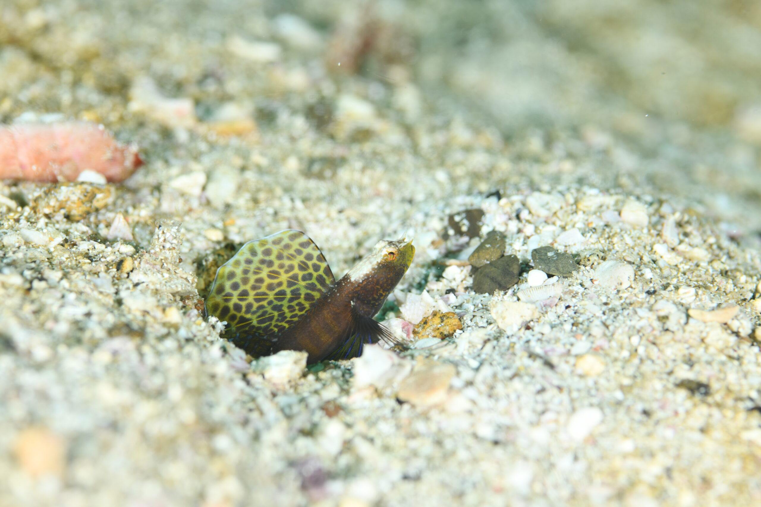 ホタテツノハゼ(Tomiyamichthys sp)