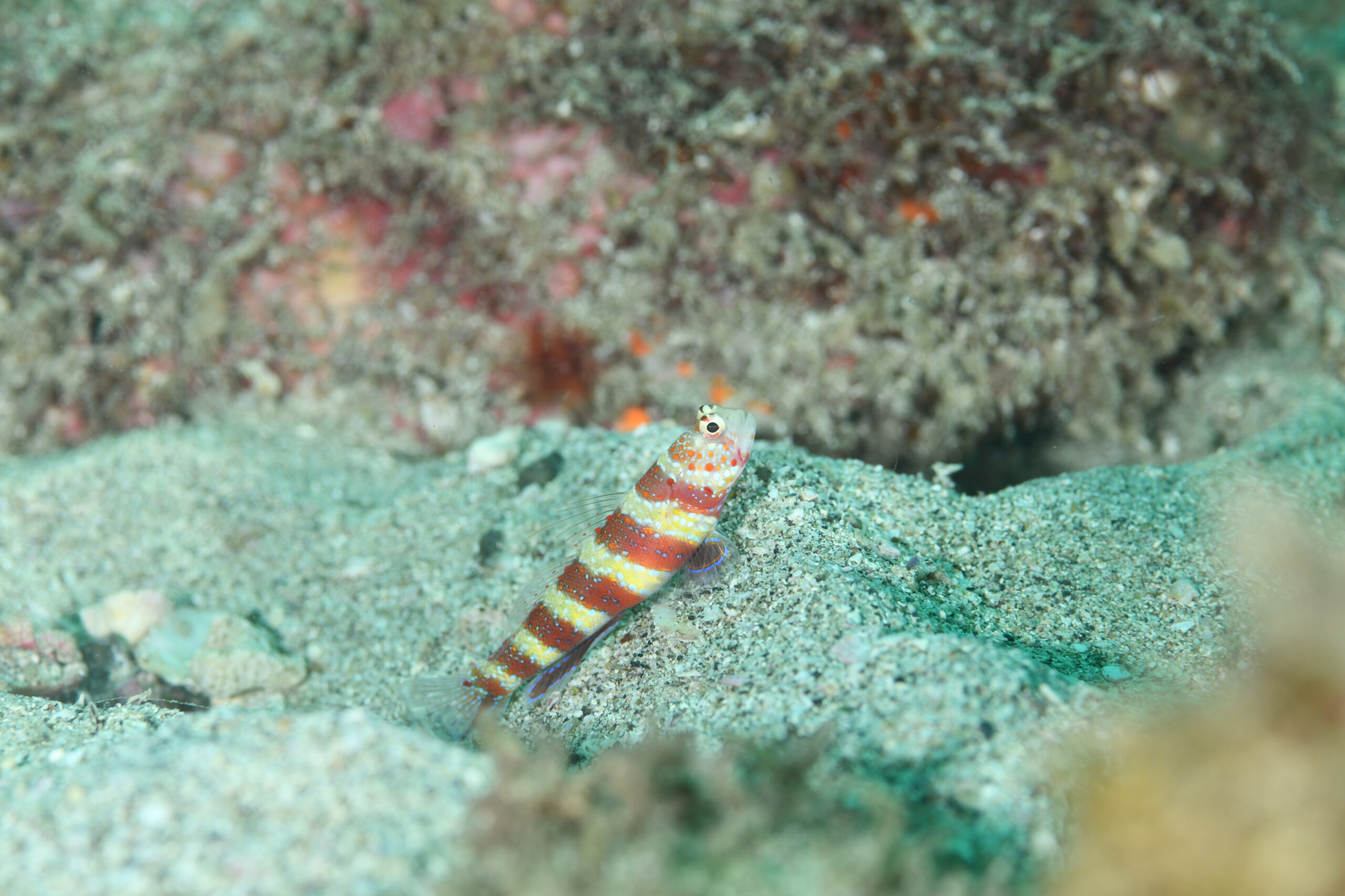 クビアカハゼ(Amblyeleotris wheeleri)