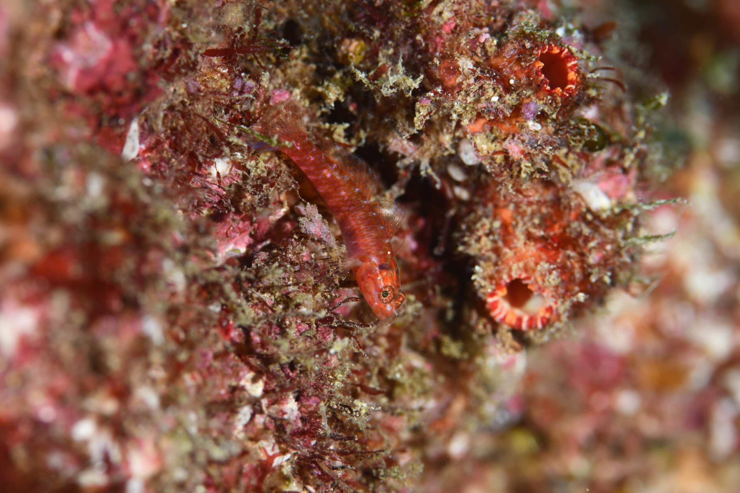 アカイソハゼ(Eviota masudai)