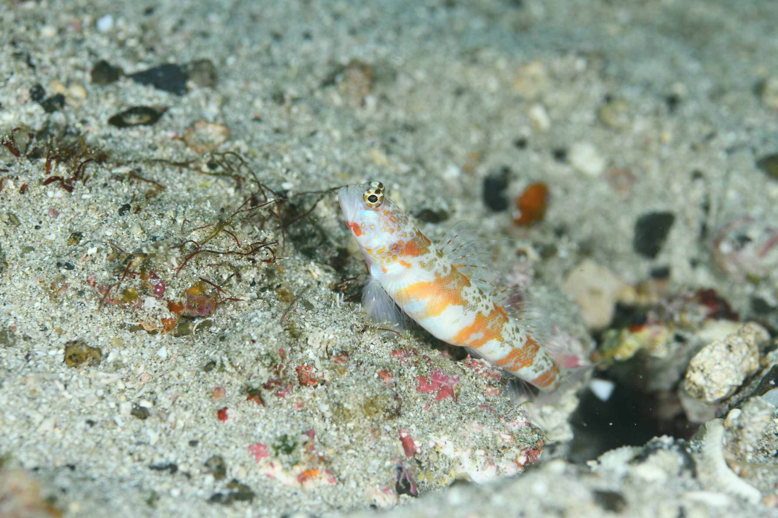 ダンダラダテハゼ(Amblyeleotris periophthalma)