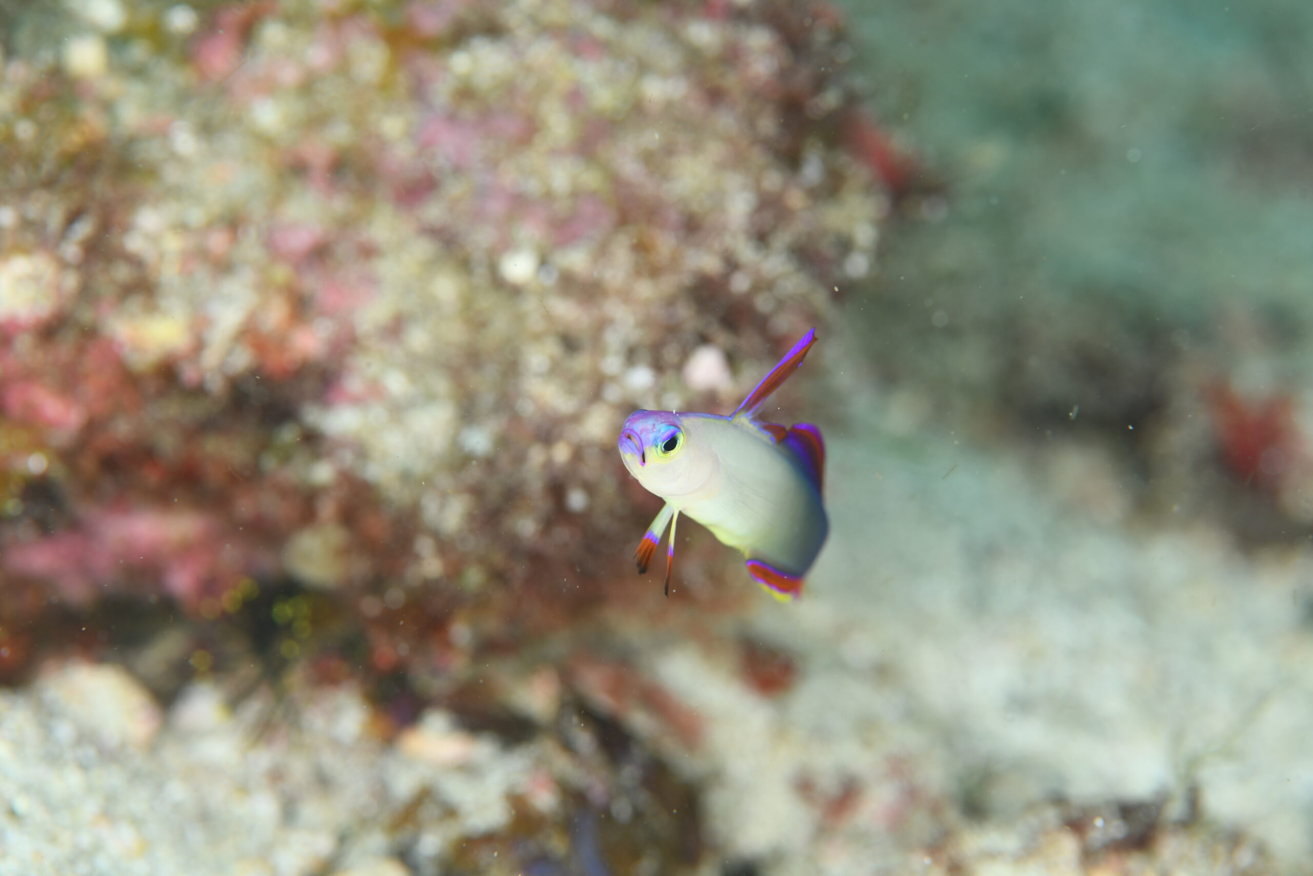 アケボノハゼ(Nemateleotris decora)