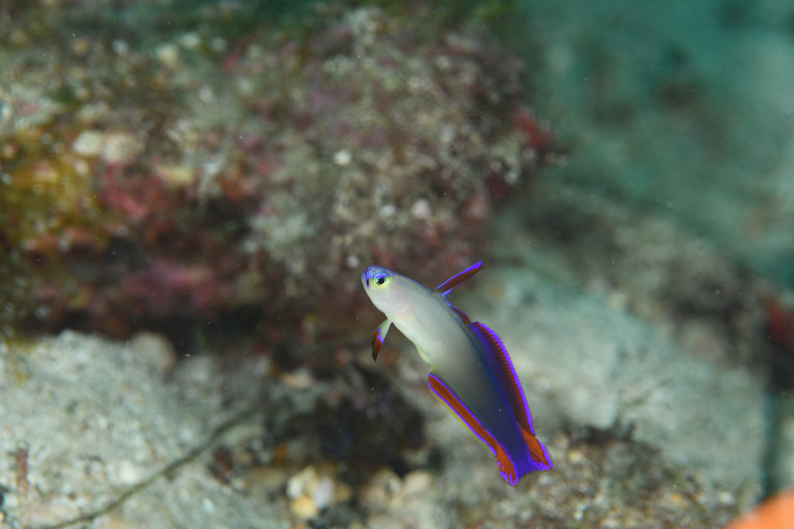 アケボノハゼ(Nemateleotris decora)