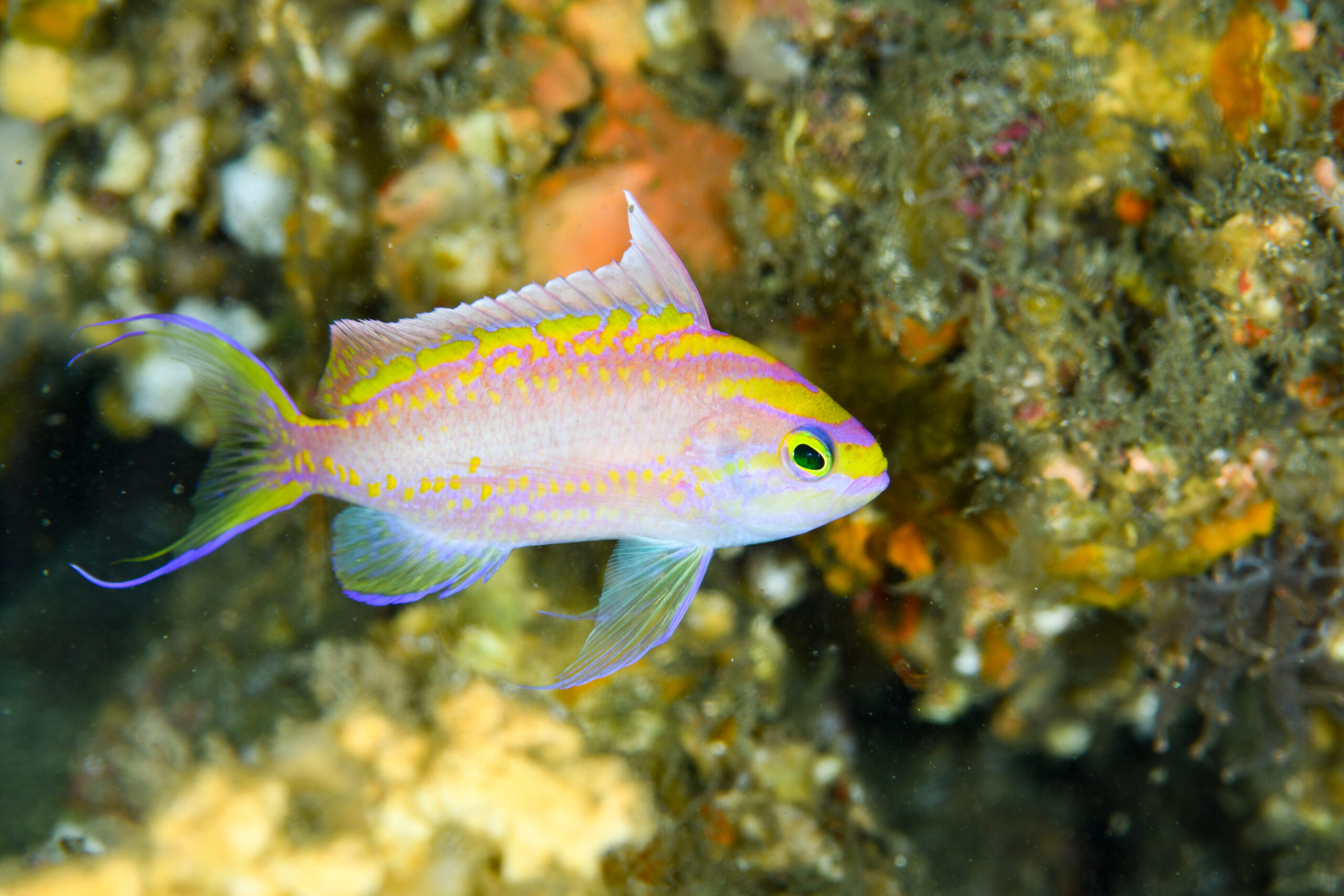 イトヒキハナダイのオス（Tosanoides filamentosus）