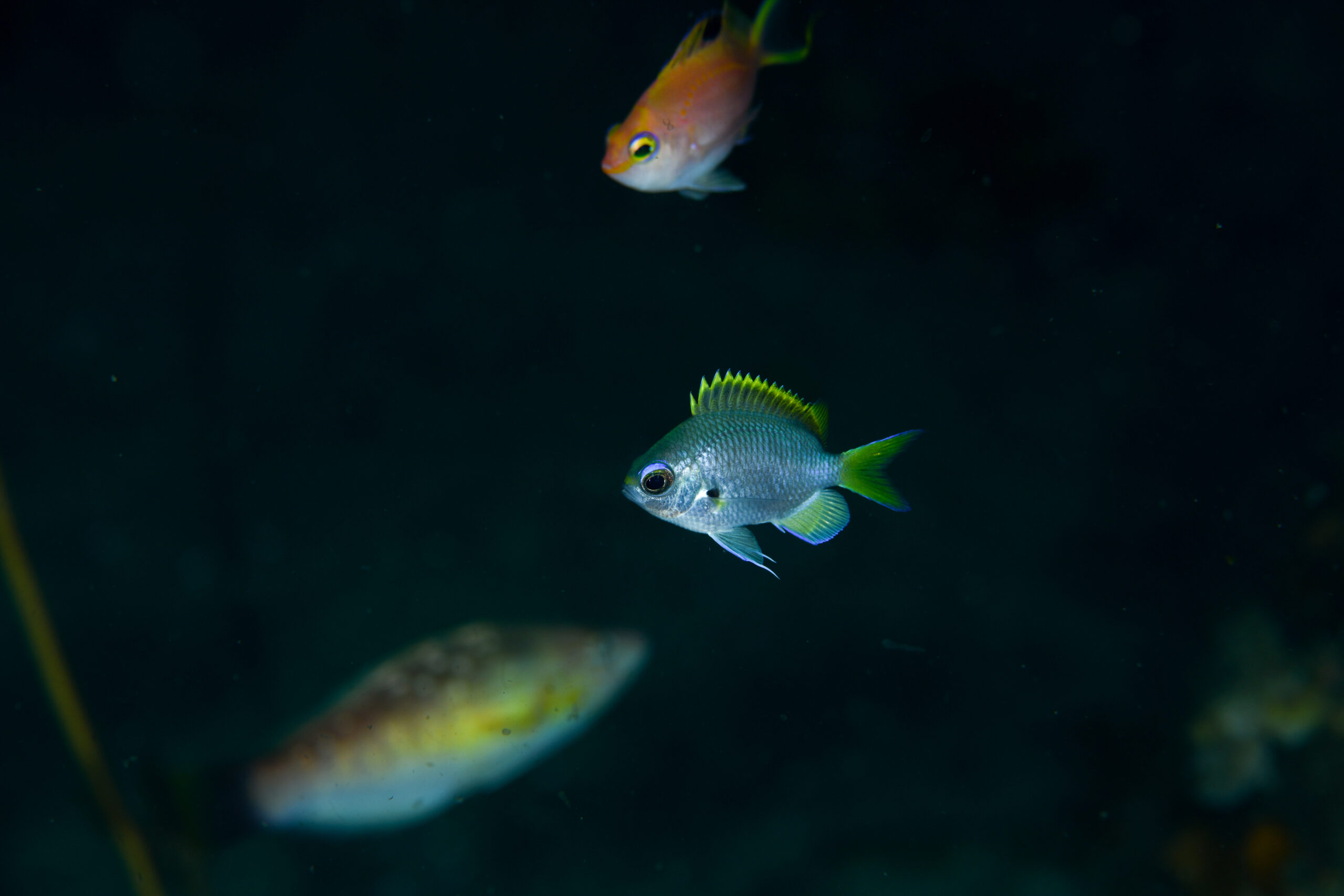 ゲッコウスズメダイ（Chromis tingting）