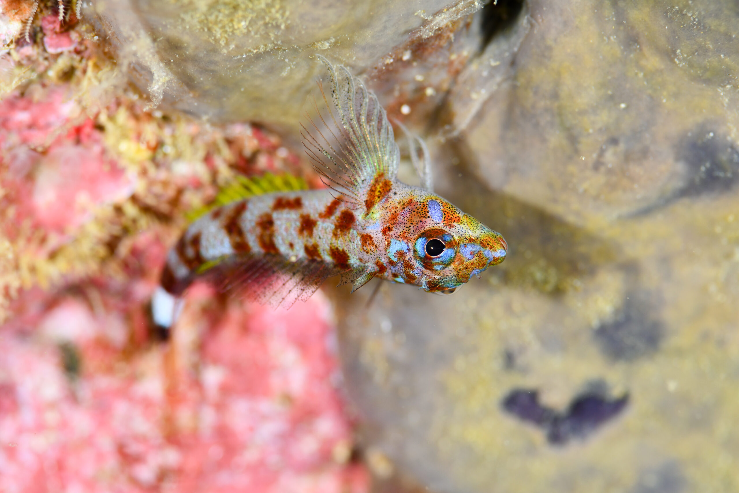 キビレヘビギンポ（Enneapterygius senoui）