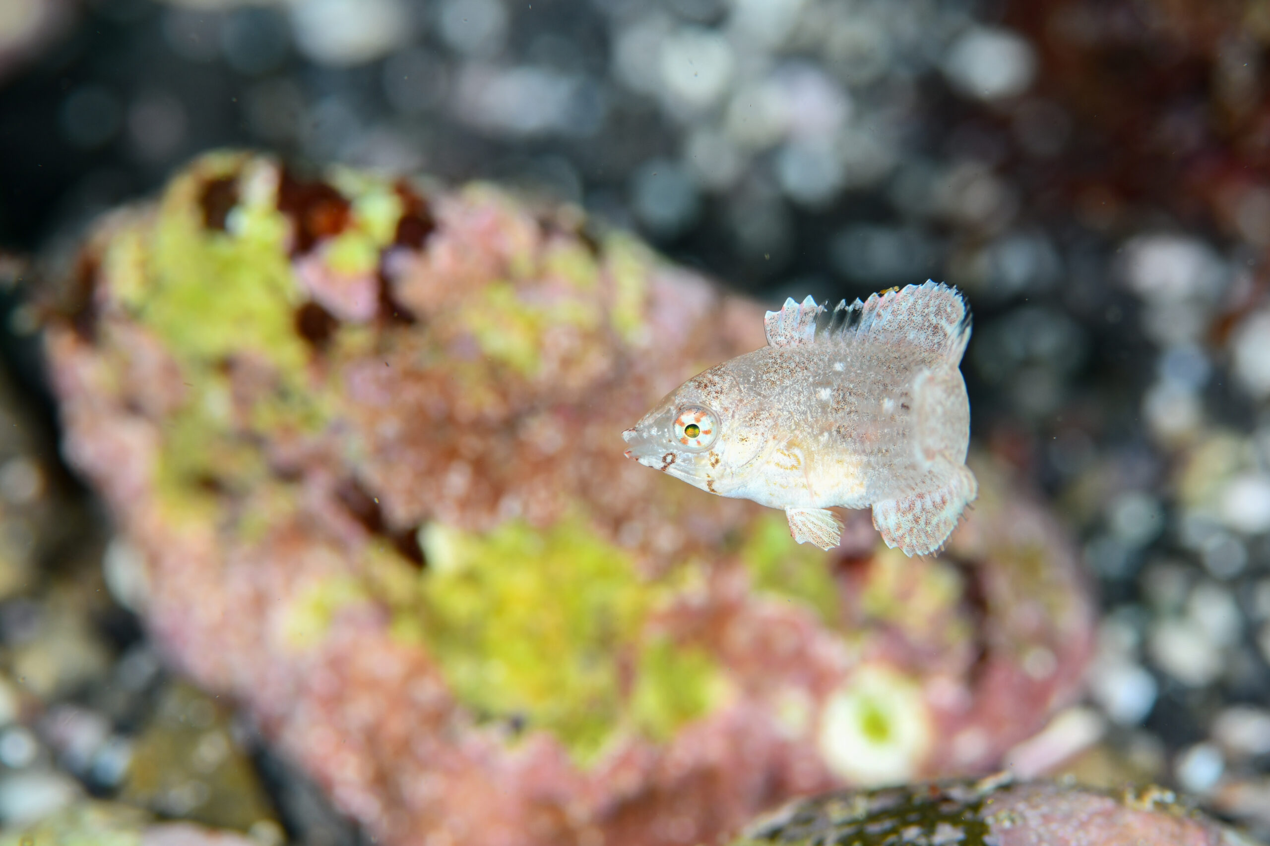 ブチススキベラ（Anampses caeruleopunctatus）