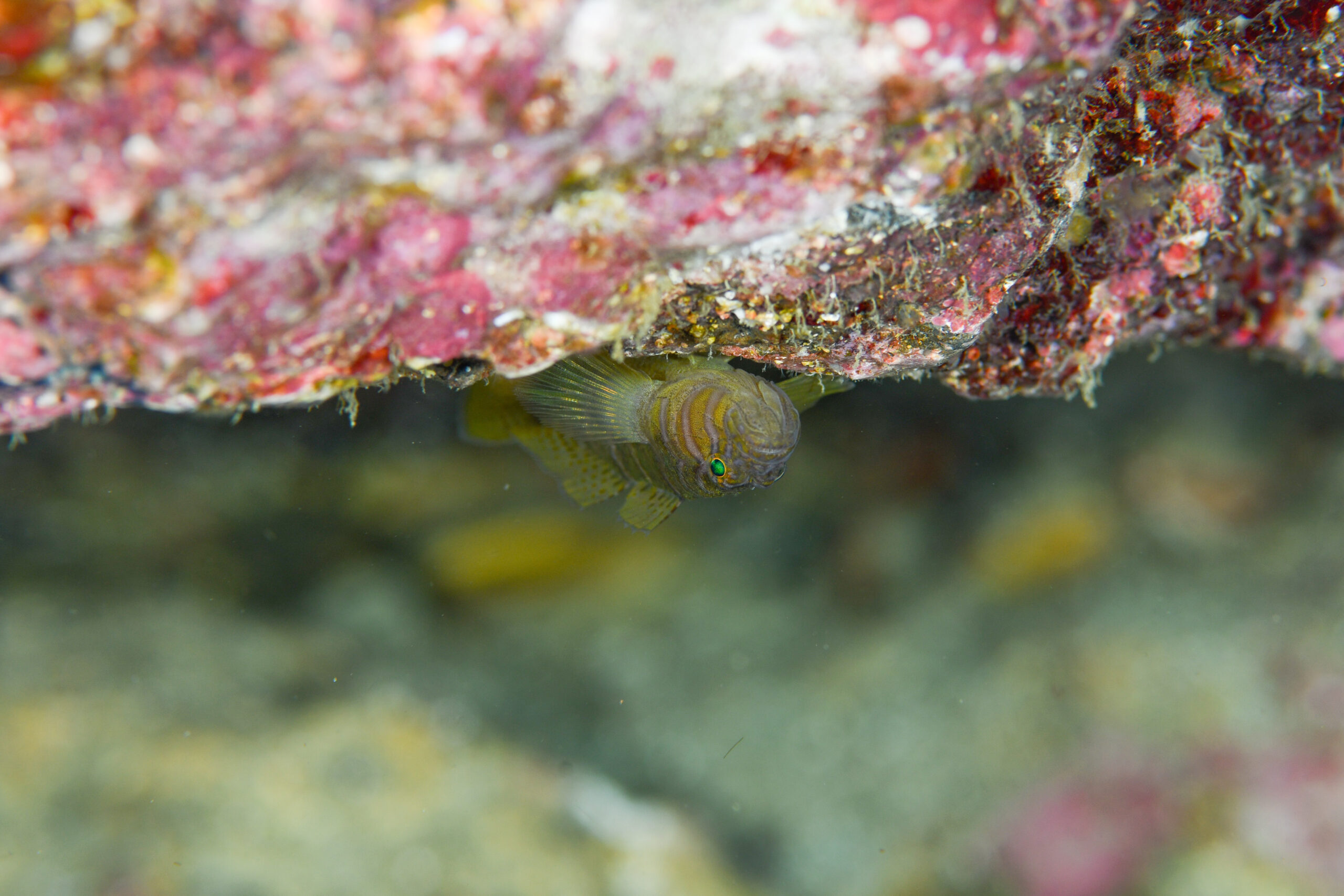 ベンケイハゼ（Priolepis cincta）