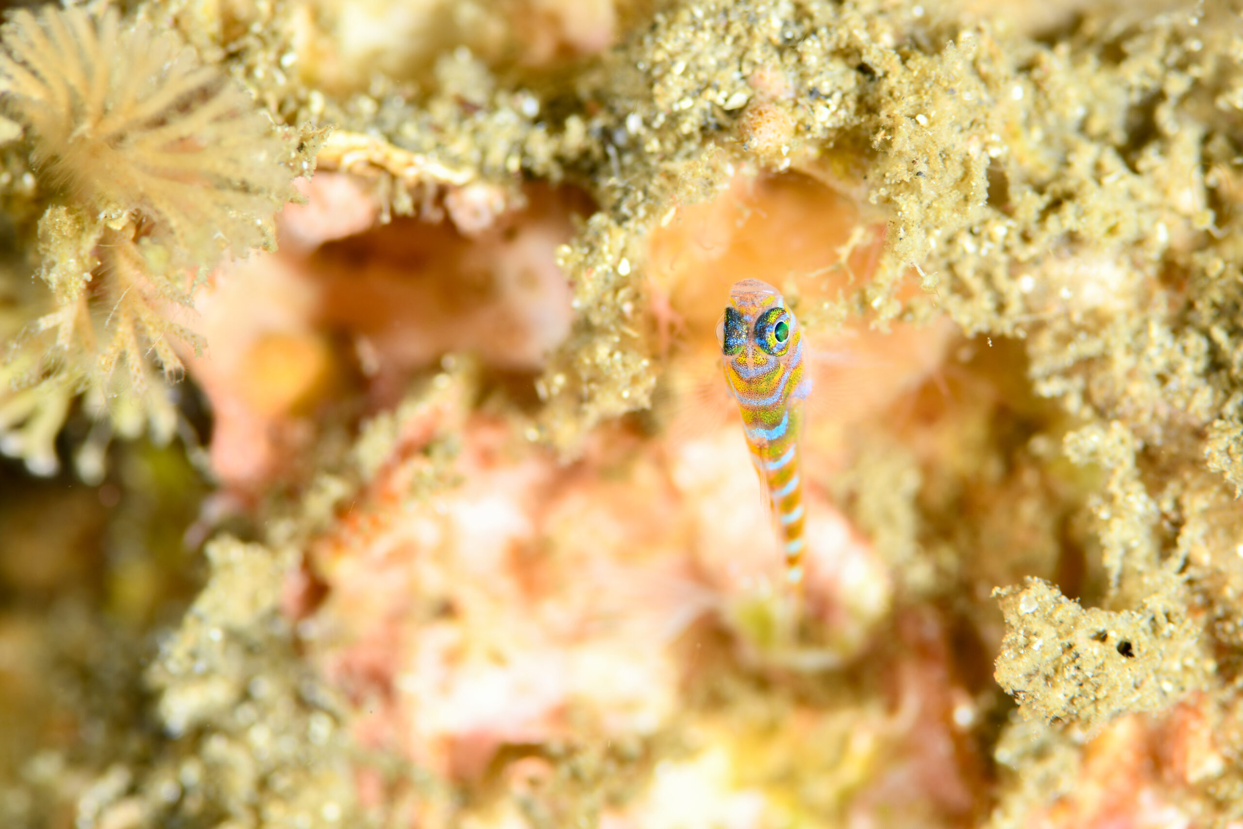 オニベニハゼ（Trimma yanagitai）